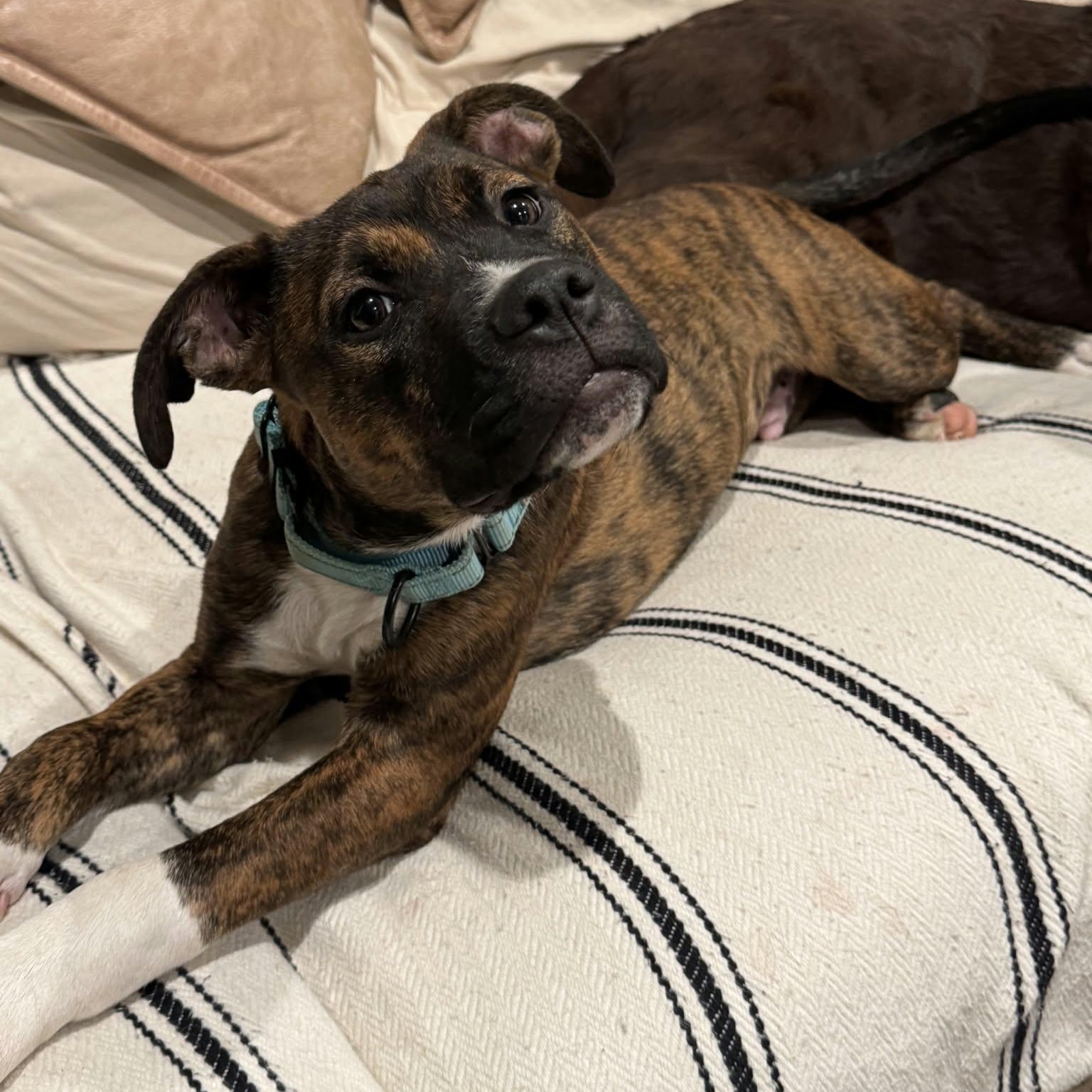 Enlarge SONNY, a Adoptable mixed breed in Loveland, CO image 2/6