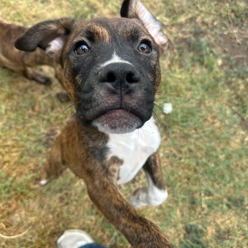 Enlarge SONNY, a Adoptable mixed breed in Loveland, CO image 3/6