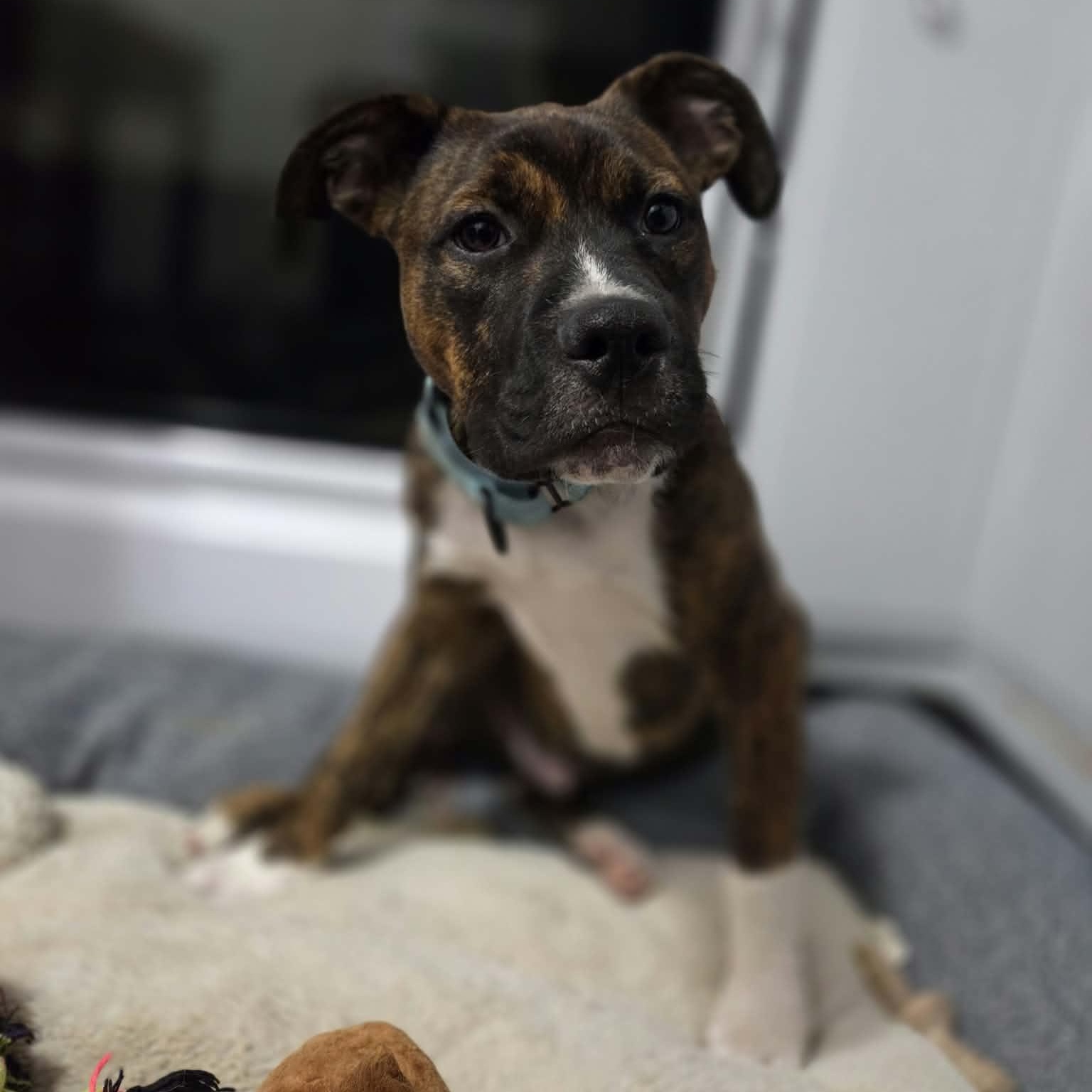 Enlarge SONNY, a Adoptable mixed breed in Loveland, CO image 5/6