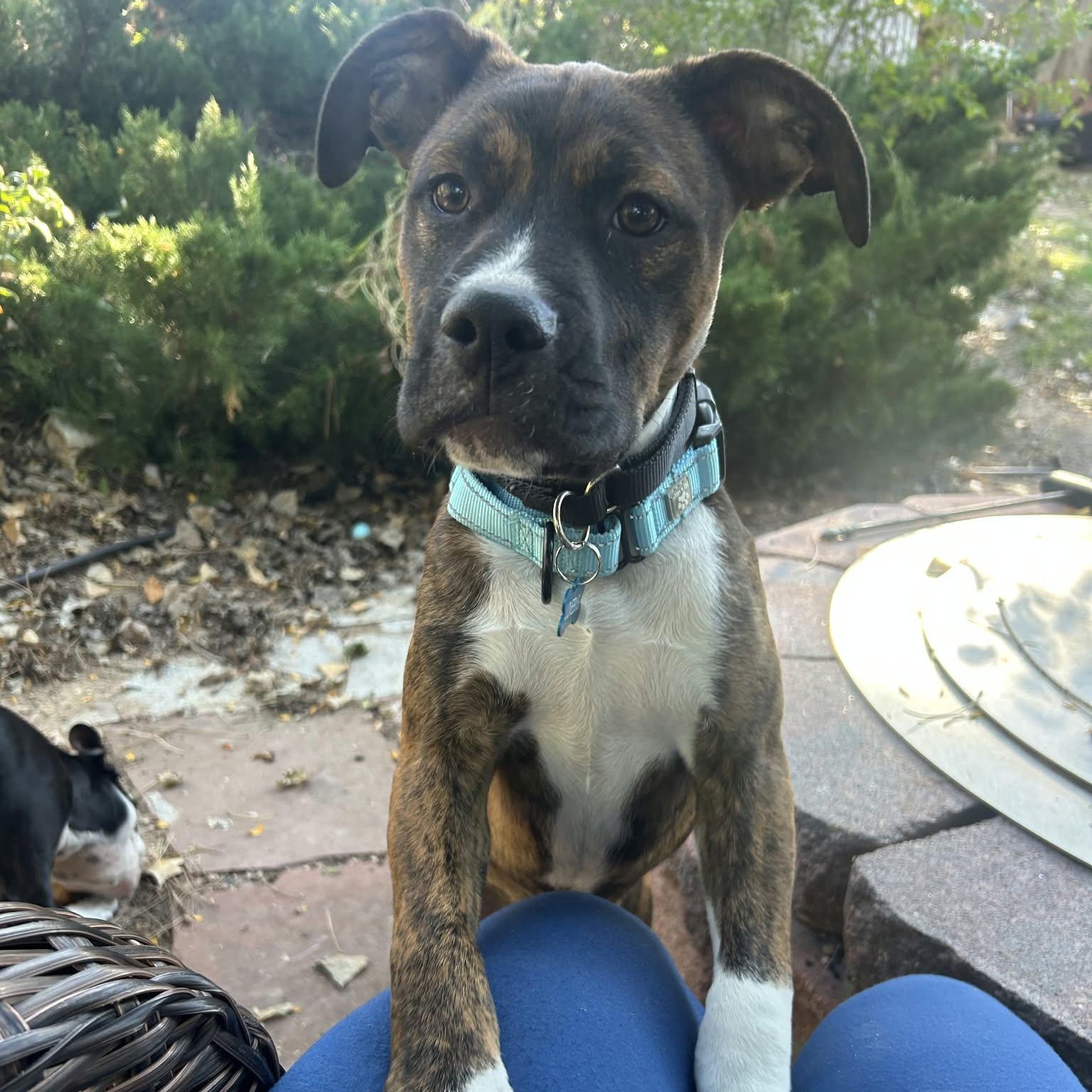 SONNY, Adoptable, Young Male Mixed Breed.