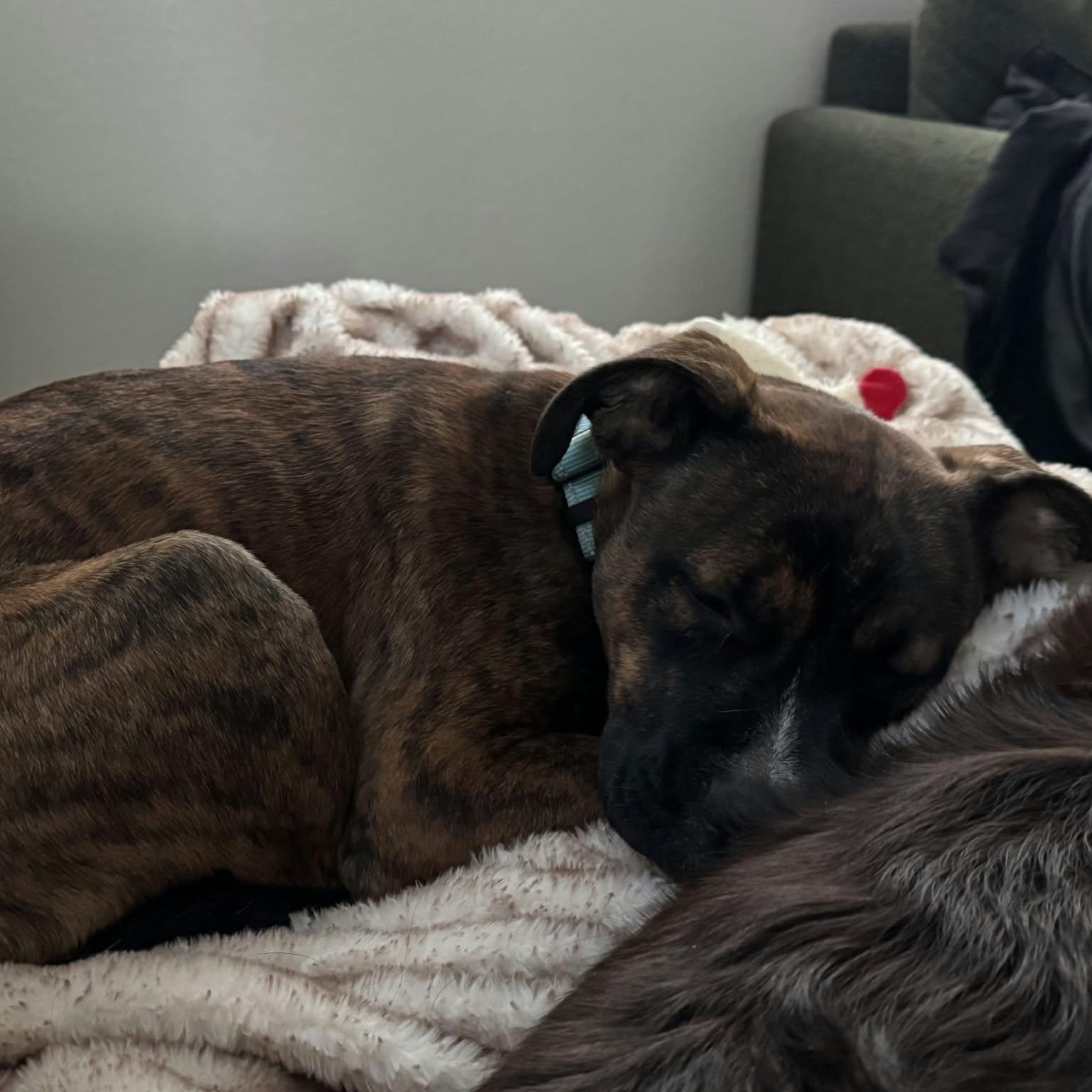 Enlarge SONNY, a Adoptable mixed breed in Loveland, CO image 6/6
