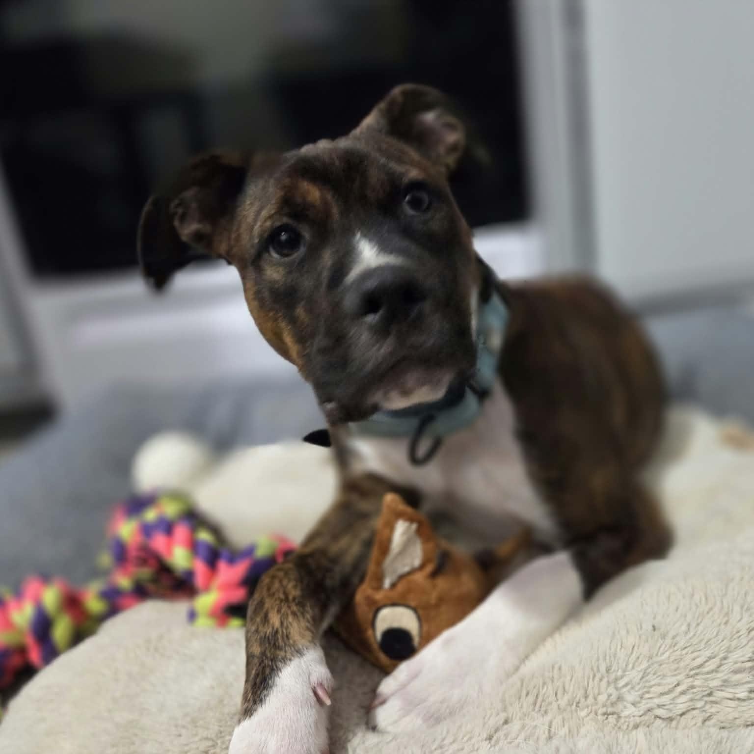 Enlarge SONNY, a Adoptable mixed breed in Loveland, CO image 4/6