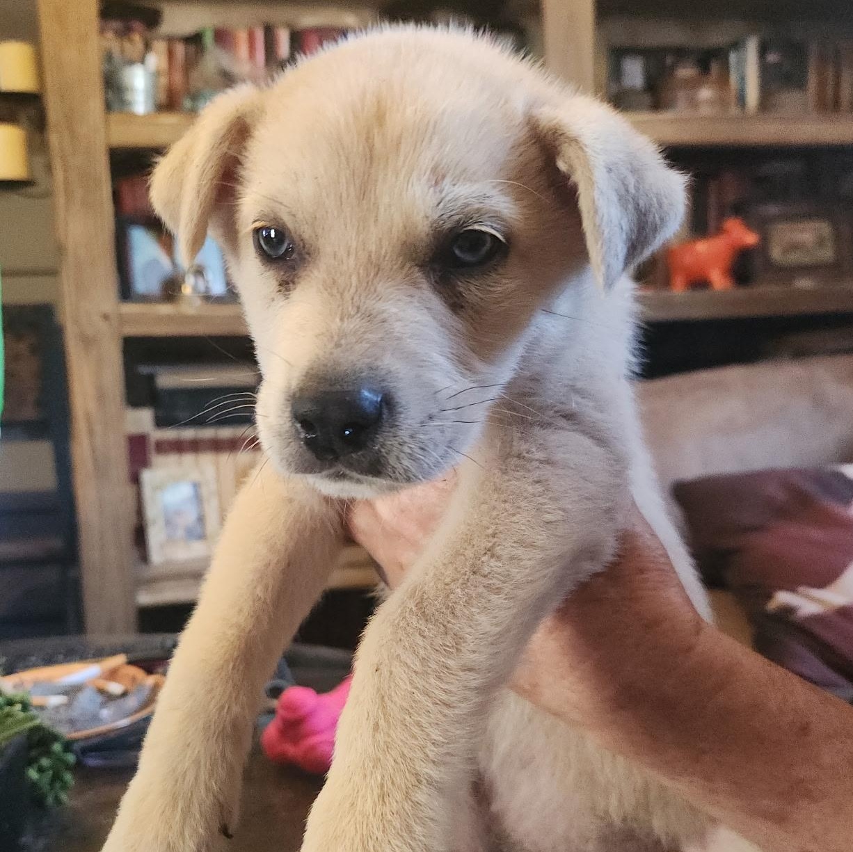 Bentley — thumbnail 6