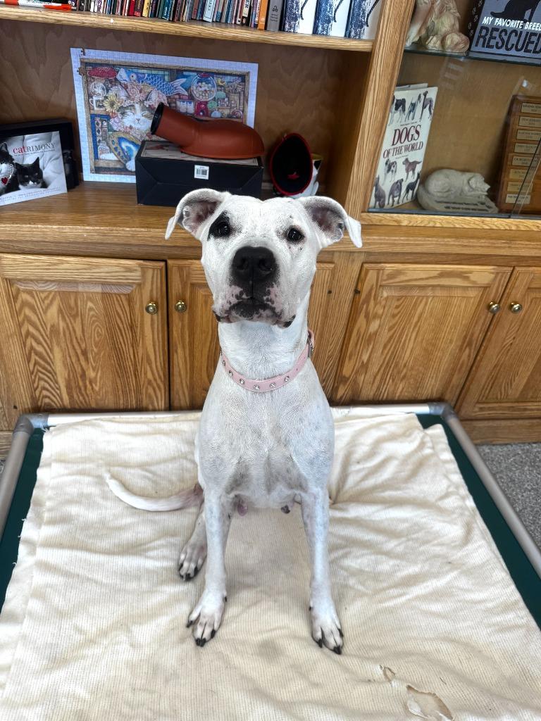 Enlarge Cheyenne Rose, a Adoptable Dogo Argentino in Findlay, OH image 1/4
