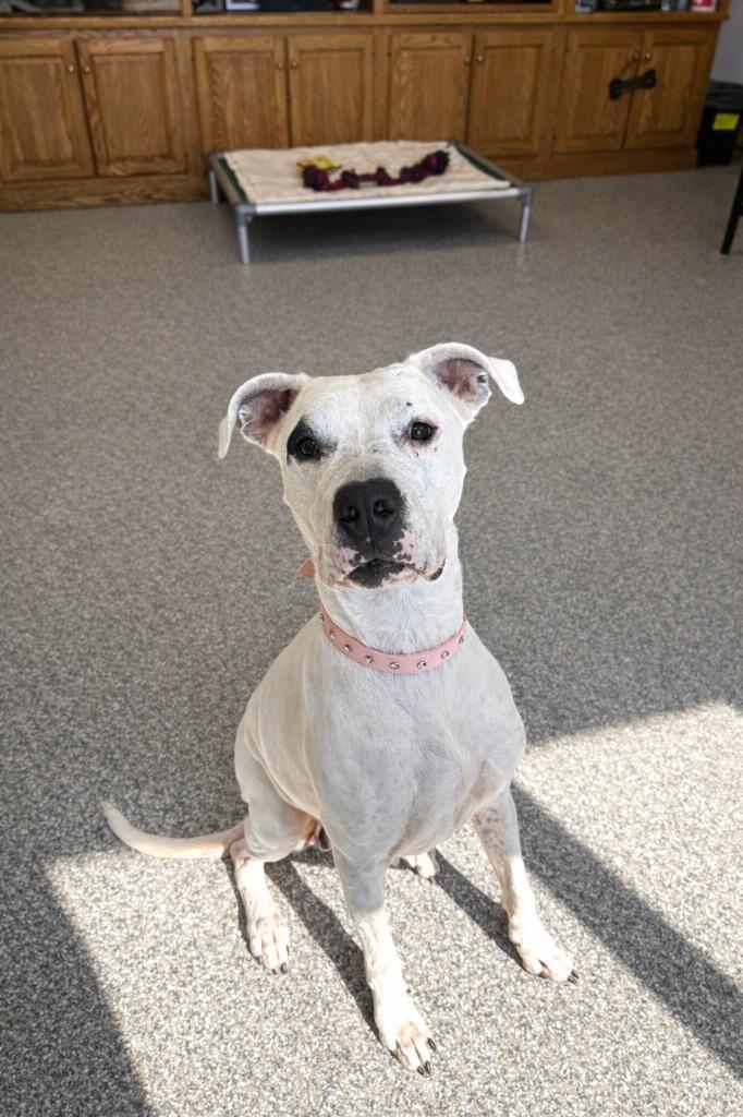 Enlarge Cheyenne Rose, a Adoptable Dogo Argentino in Findlay, OH image 2/4