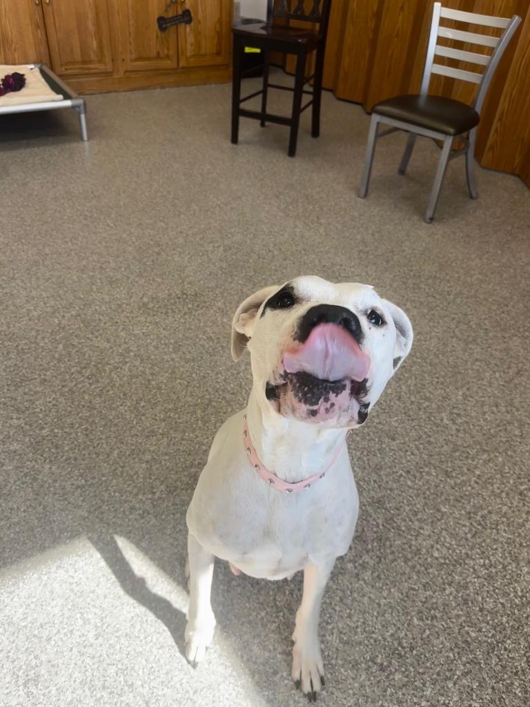 Enlarge Cheyenne Rose, a Adoptable Dogo Argentino in Findlay, OH image 3/4