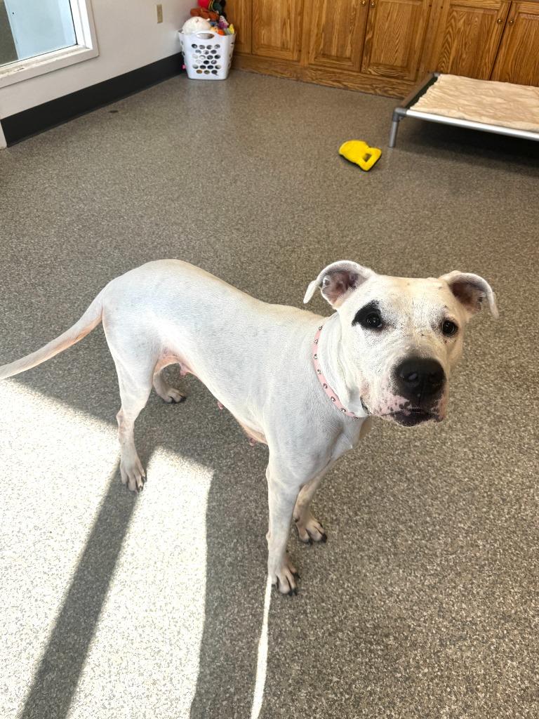 Enlarge Cheyenne Rose, a Adoptable Dogo Argentino in Findlay, OH image 4/4