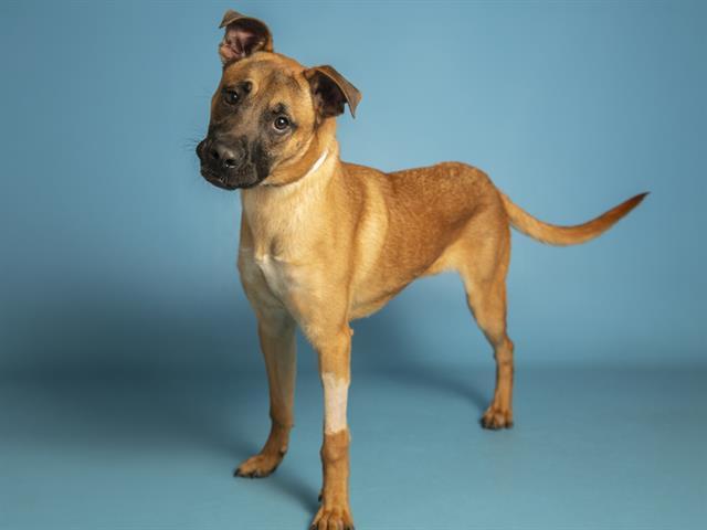 ATTICUS, Adoptable, Young Male Belgian Shepherd / Malinois & Mixed Breed.