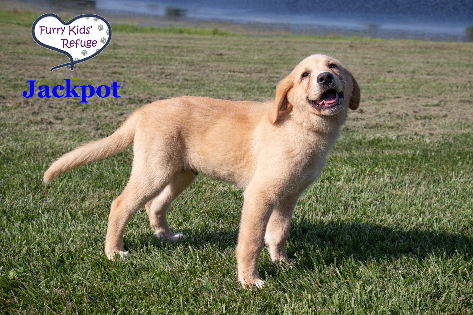 Jackpot, Adopted, Puppy Male Labrador Retriever & Great Pyrenees.