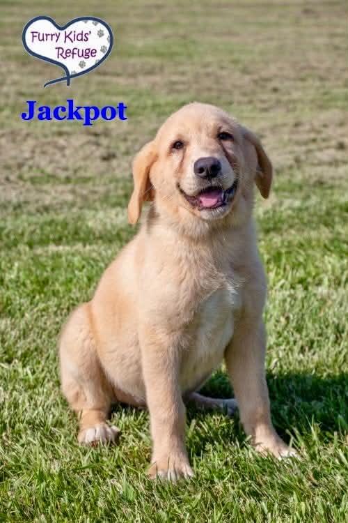 Jackpot, a Adopted mixed breed in Lee's Summit, MO image 2/3