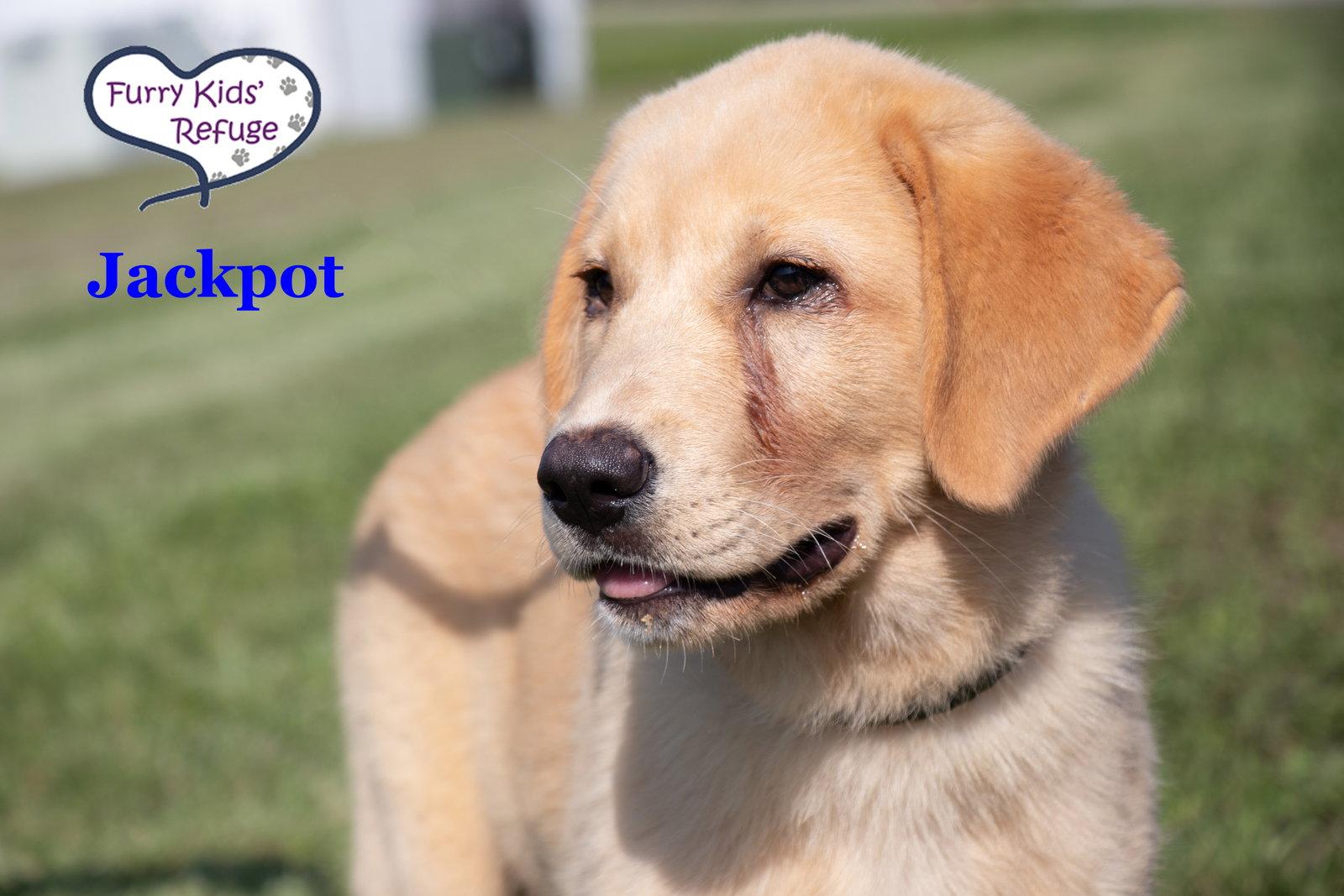 Jackpot, a Adopted mixed breed in Lee's Summit, MO image 3/3