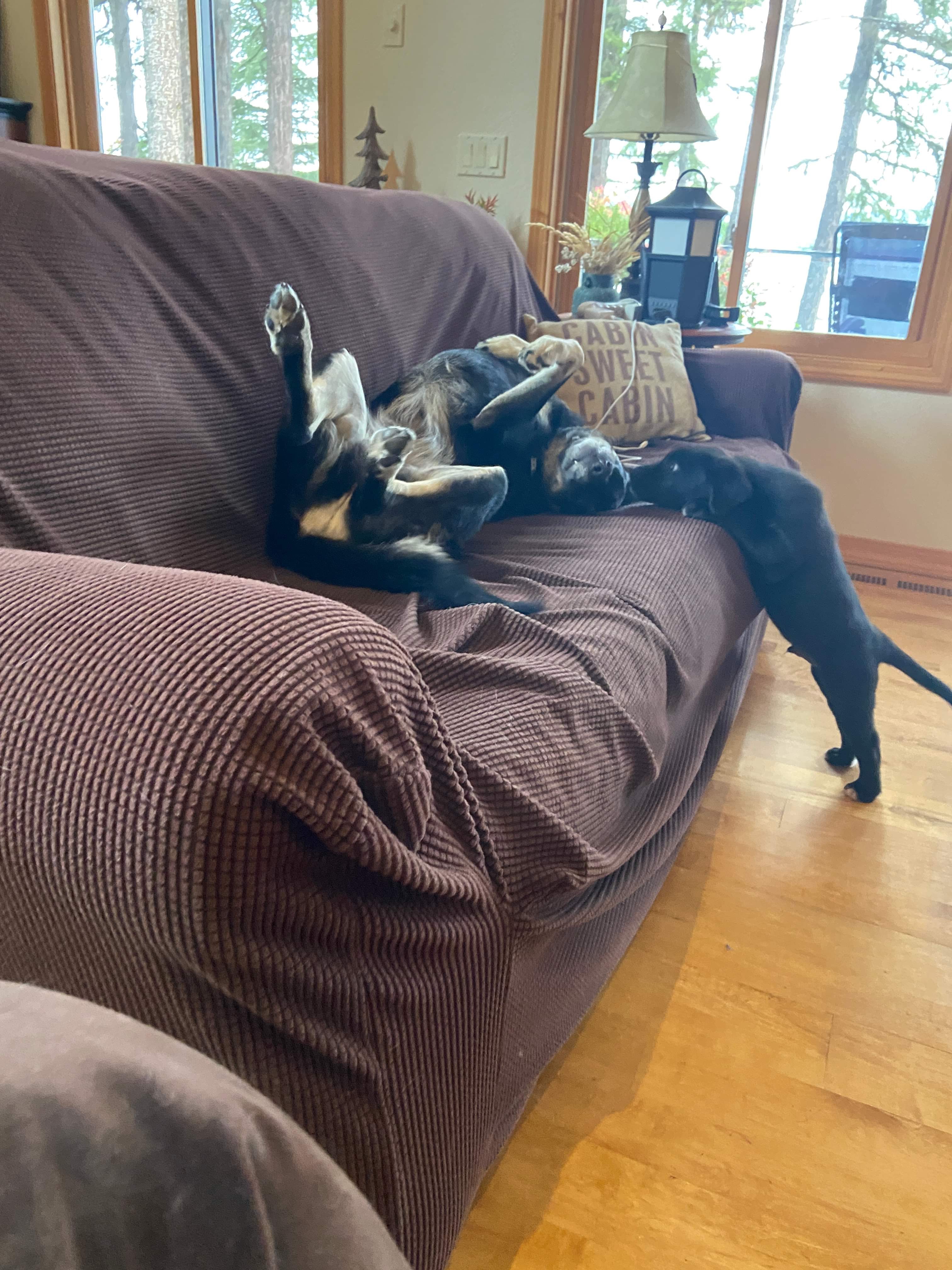 Winston, Adopted, Puppy Male Black Labrador Retriever.