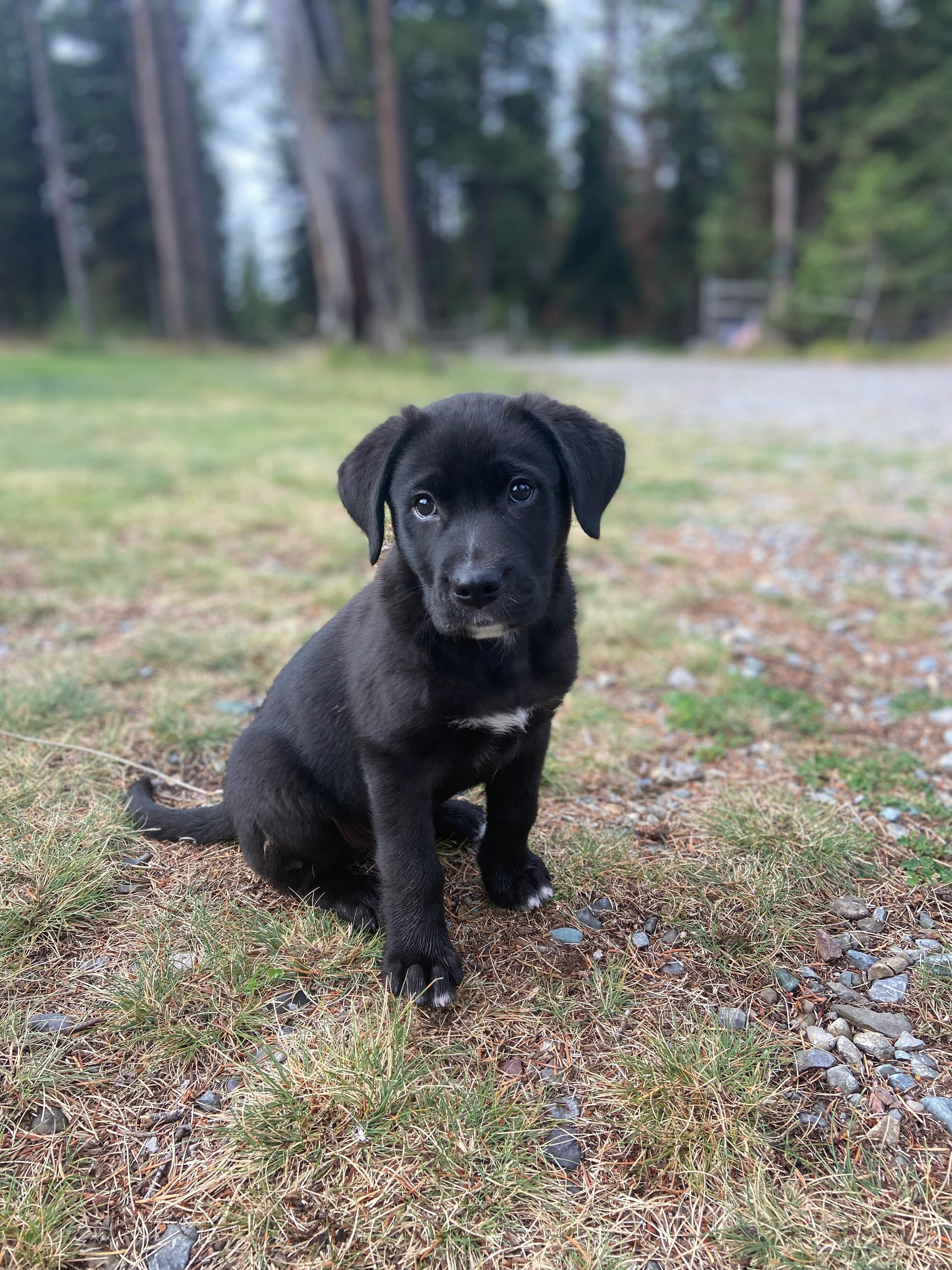 Winston, a Adopted Black Labrador Retriever in Longmont, CO image 2/4