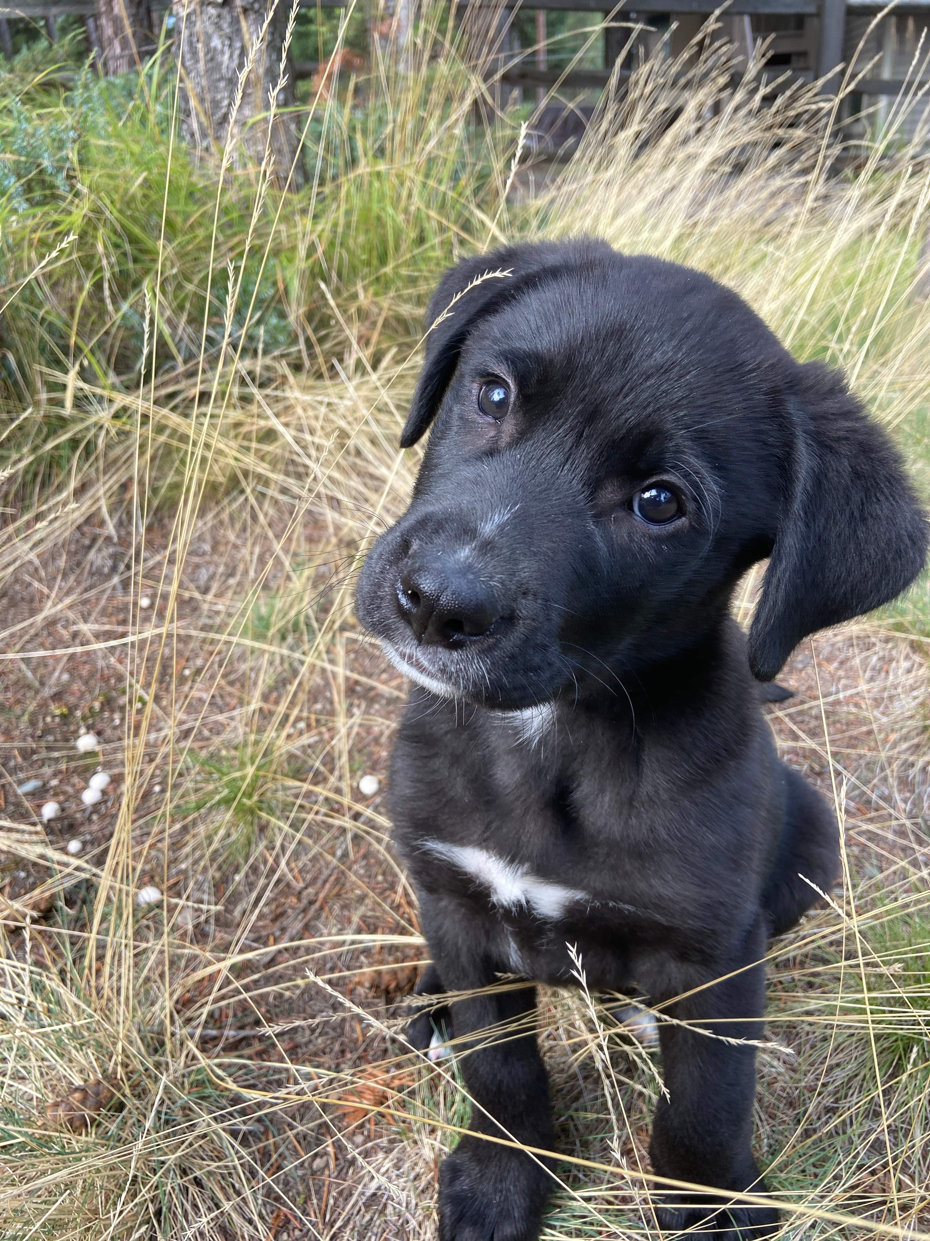 Winston, a Adopted Black Labrador Retriever in Longmont, CO image 3/4