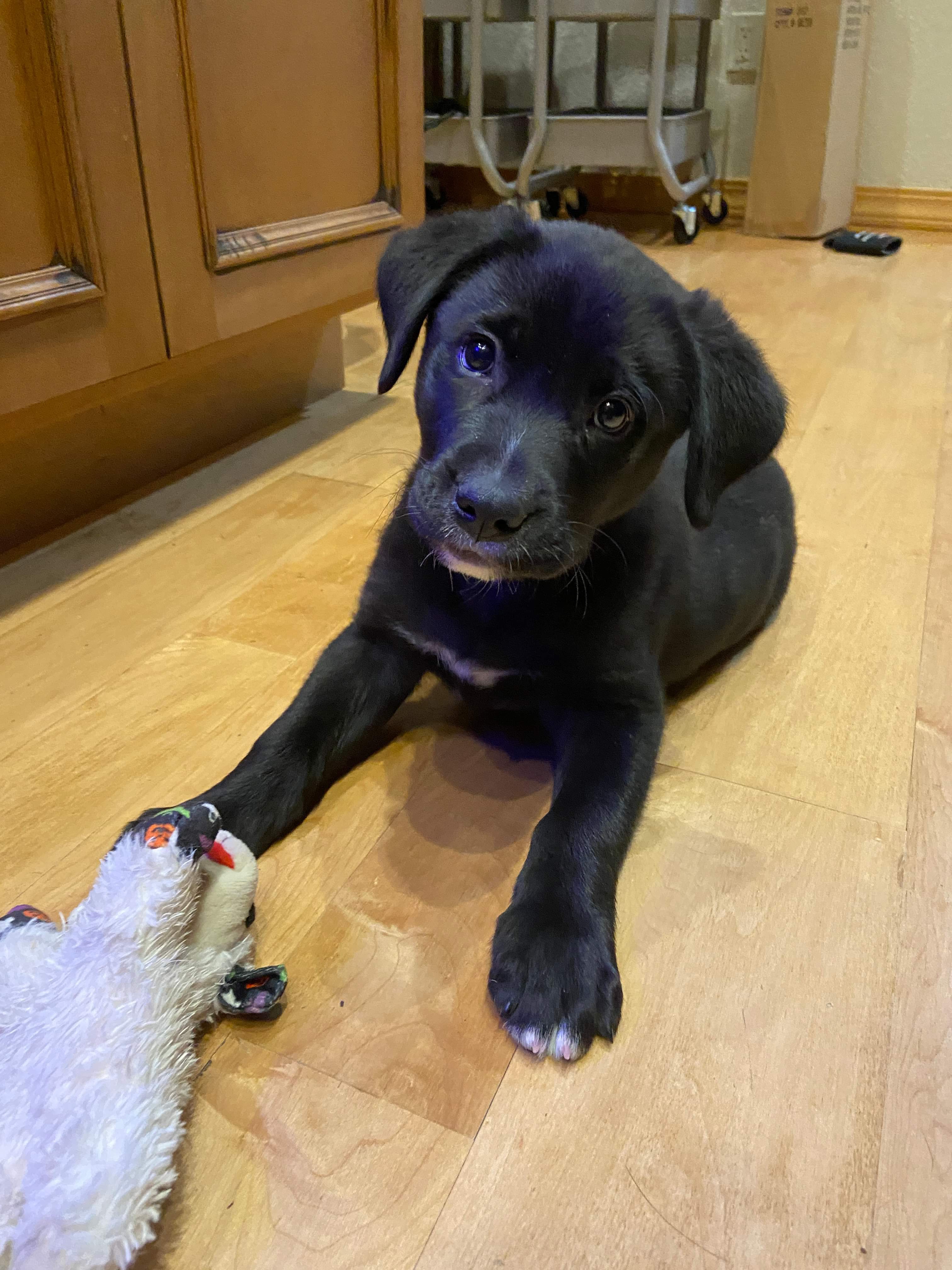 Winston, a Adopted Black Labrador Retriever in Longmont, CO image 4/4