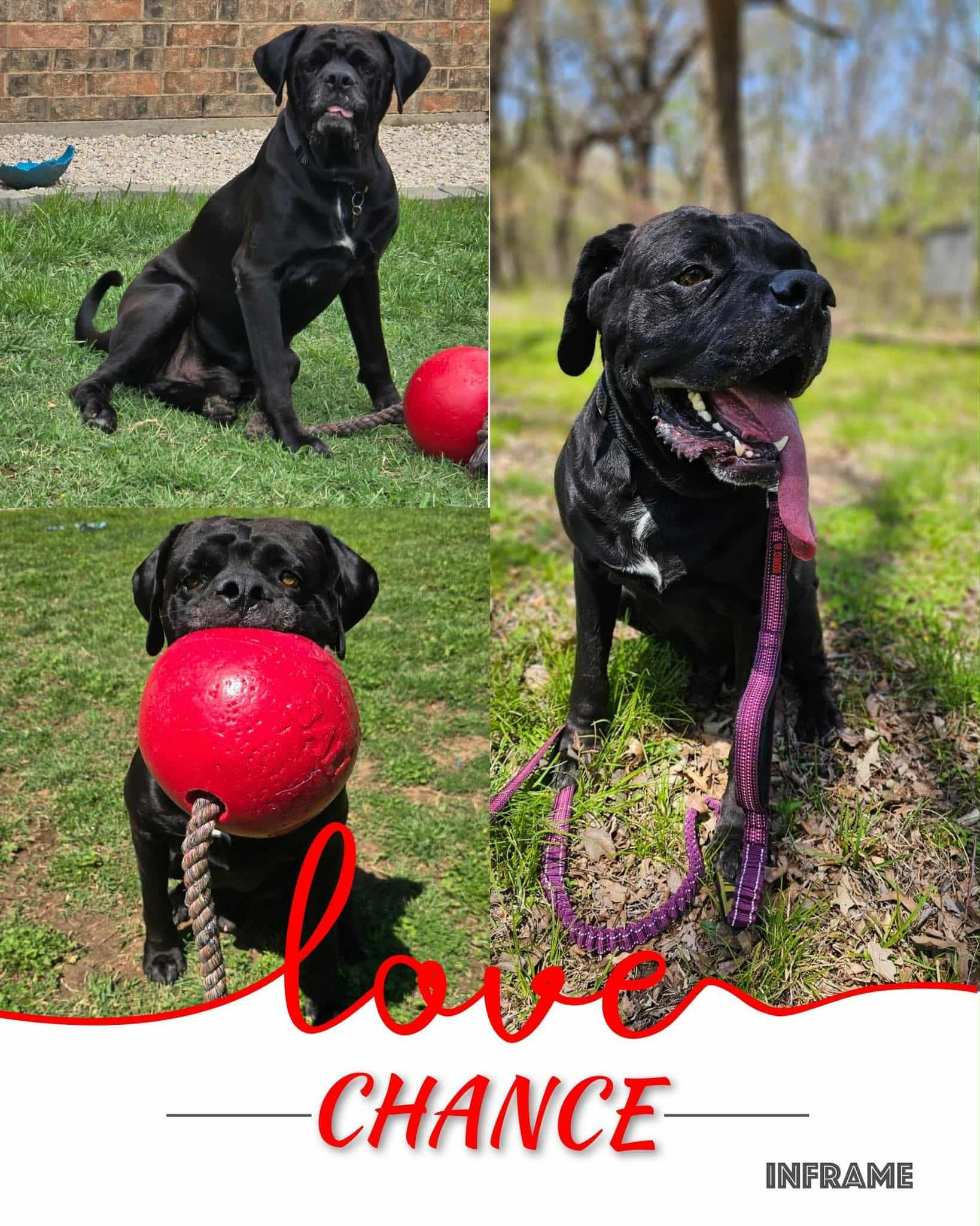 Enlarge CHANCE, a Adoptable Great Dane in Lawton, OK image 1/1