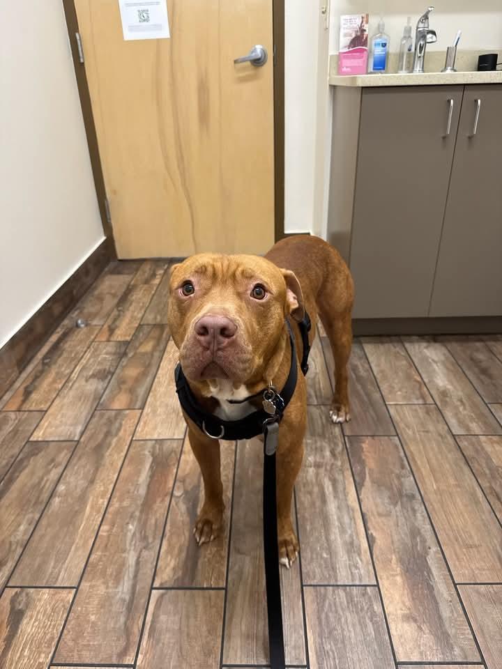 Boba Fetch, Adoptable, Young Male Pit Bull Terrier.