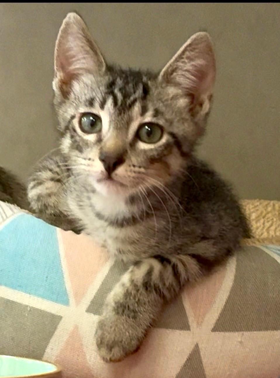 Enlarge Turks, an adopted Domestic Short Hair in Great Neck, NY image 2/6