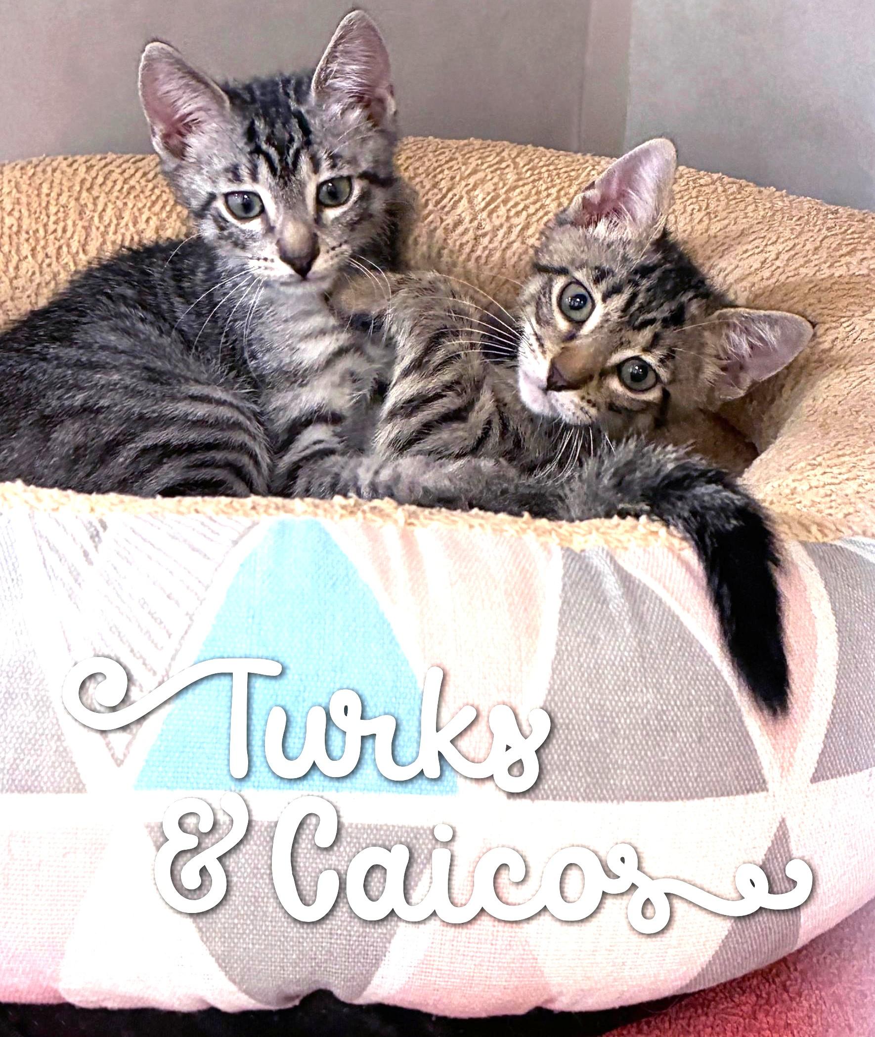 Enlarge Turks, an adopted Domestic Short Hair in Great Neck, NY image 3/6