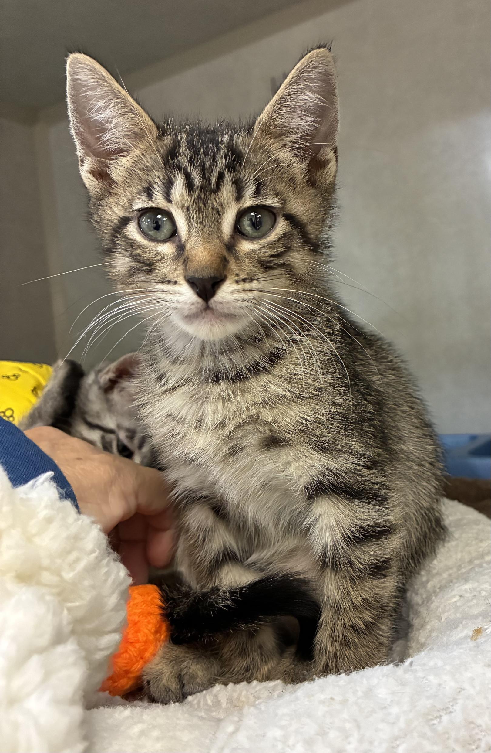 Enlarge Turks, an adopted Domestic Short Hair in Great Neck, NY image 4/6