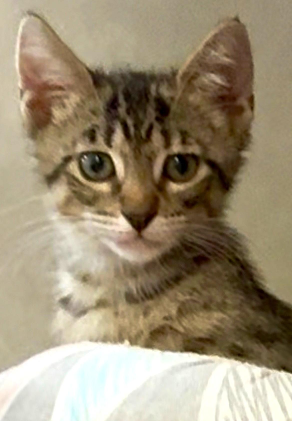 Enlarge Turks, an adopted Domestic Short Hair in Great Neck, NY image 5/6