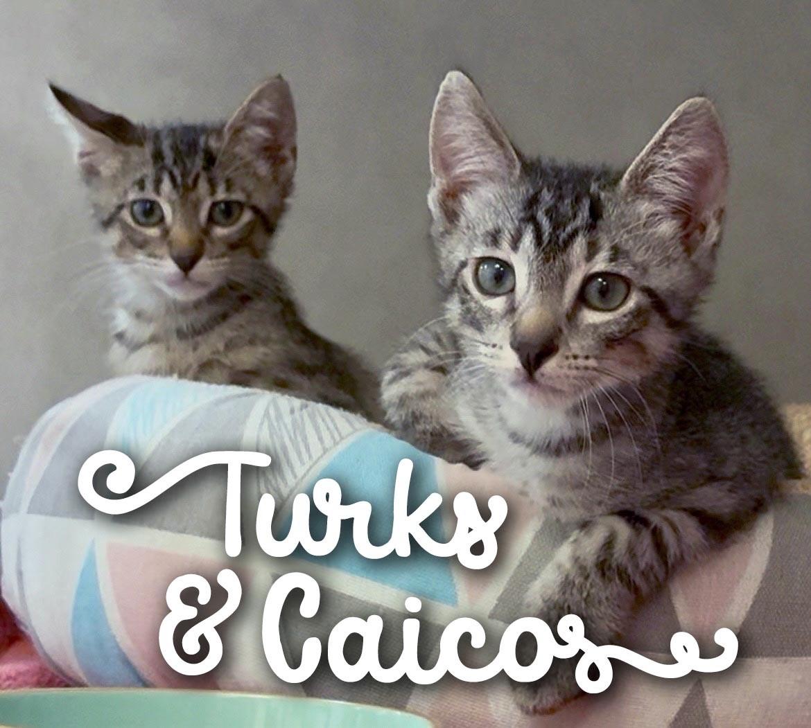 Enlarge Turks, an adopted Domestic Short Hair in Great Neck, NY image 6/6