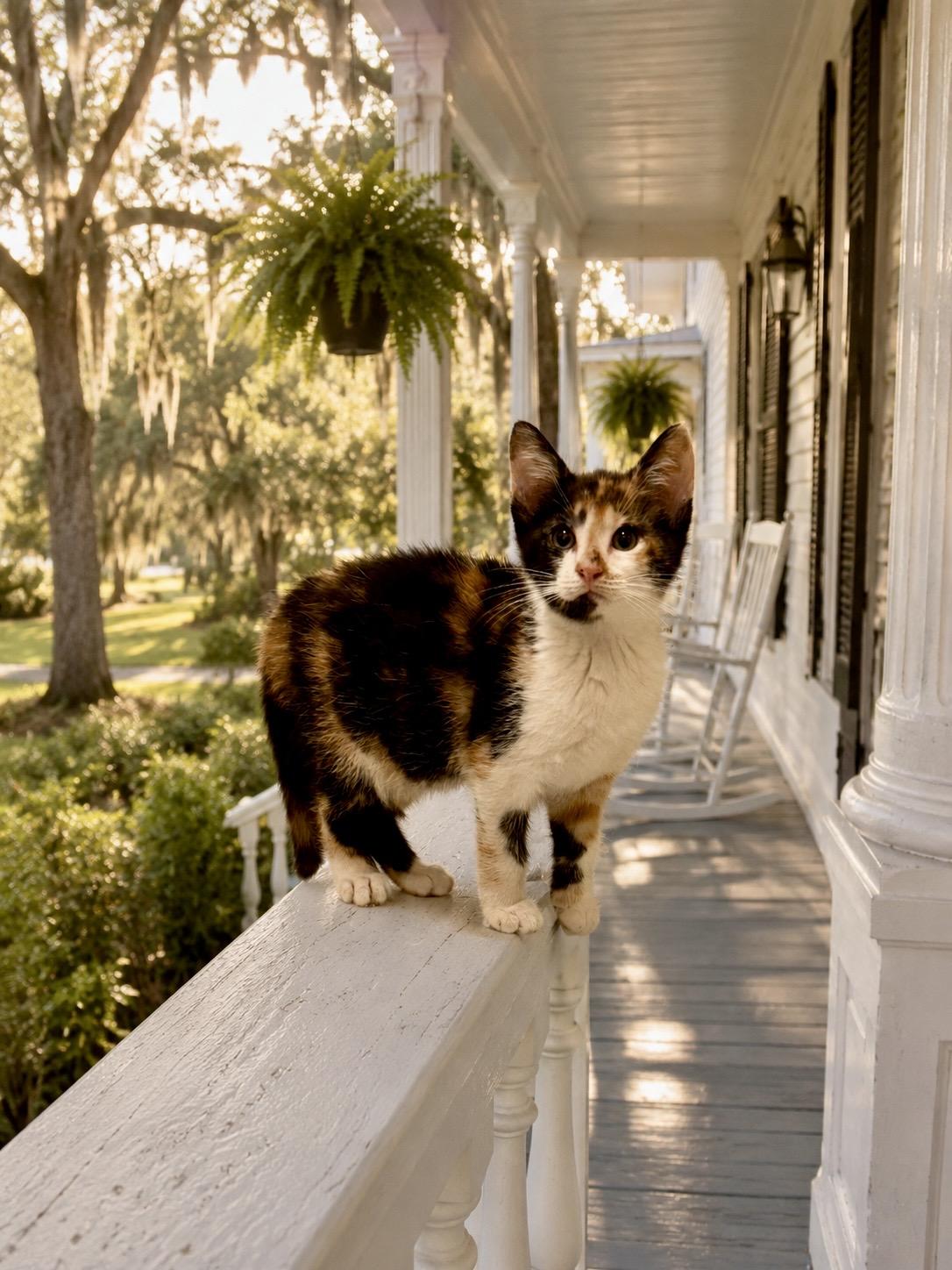Wynken, an adopted Domestic Short Hair in Choctaw, OK image 3/4
