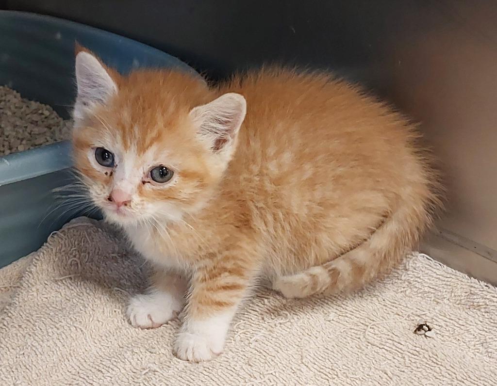 Hank Kitten 3(Aaron), Adoptable, Kitten Male Domestic Short Hair.