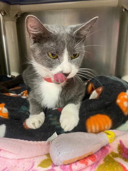 Rover, Adoptable, Young Female Domestic Short Hair & Domestic Short Hair.