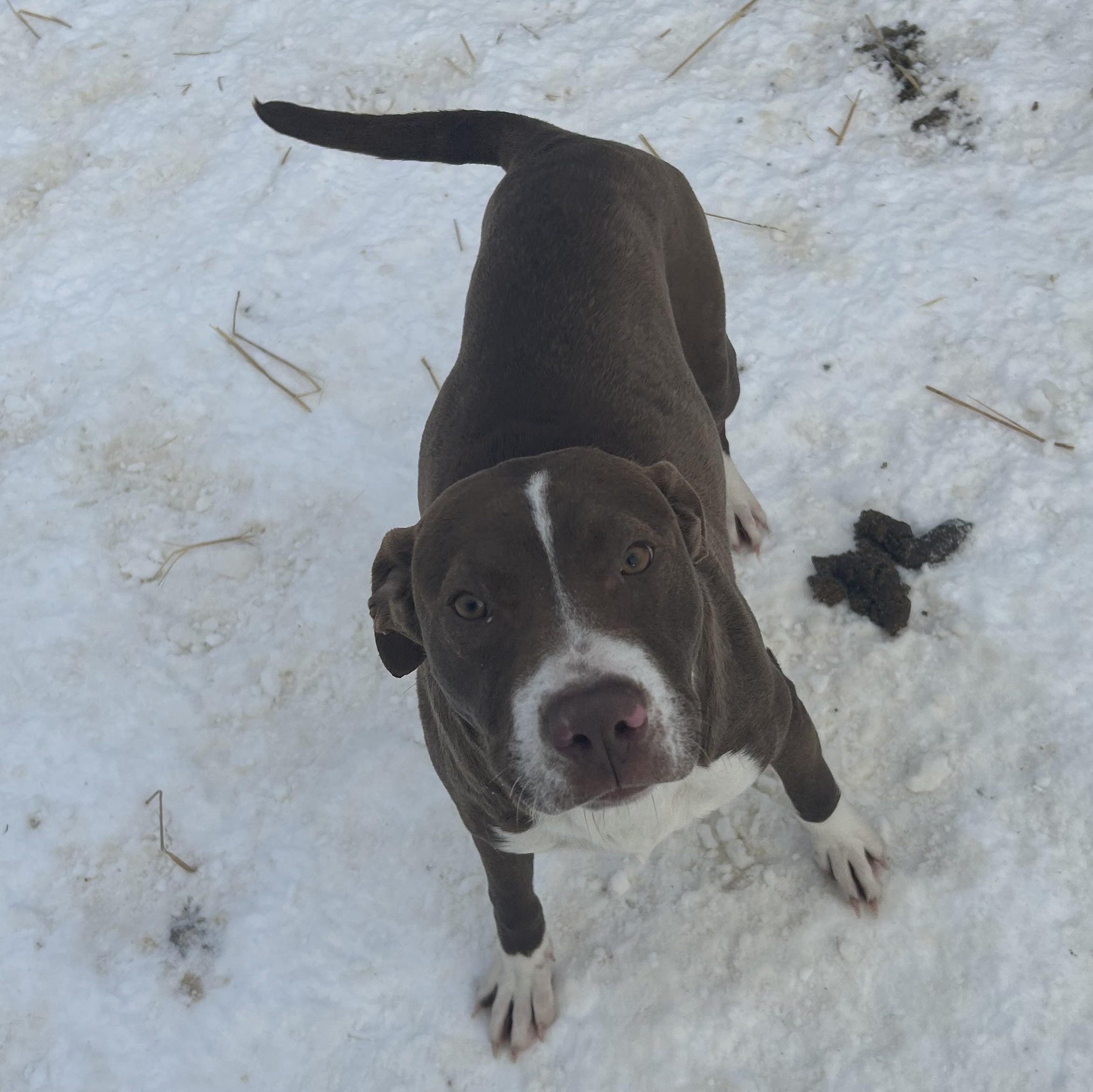 Enlarge Peter, a Adoptable Mixed Breed in Brownstown, IN image 3/3