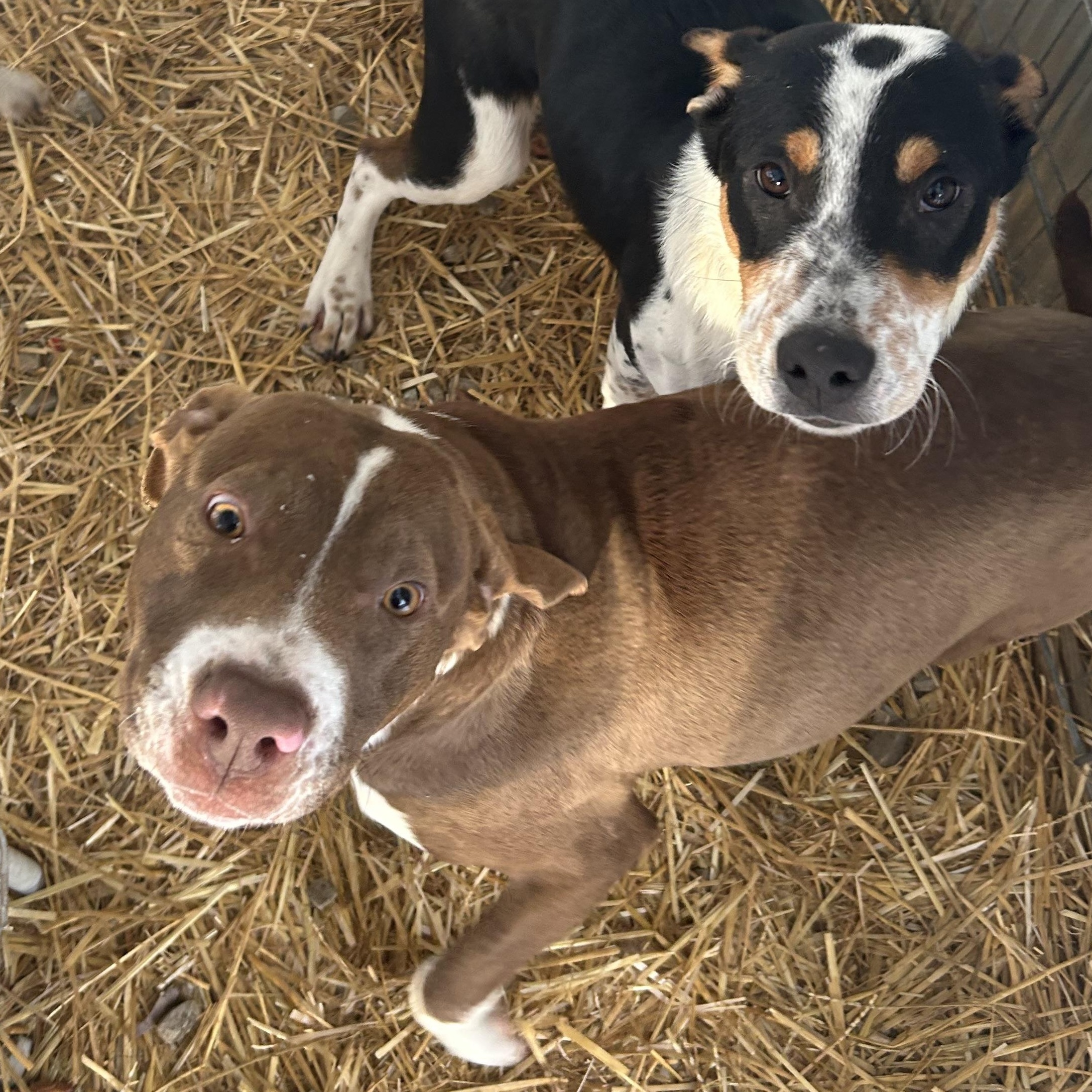 Enlarge Peter, a Adoptable Mixed Breed in Brownstown, IN image 1/3