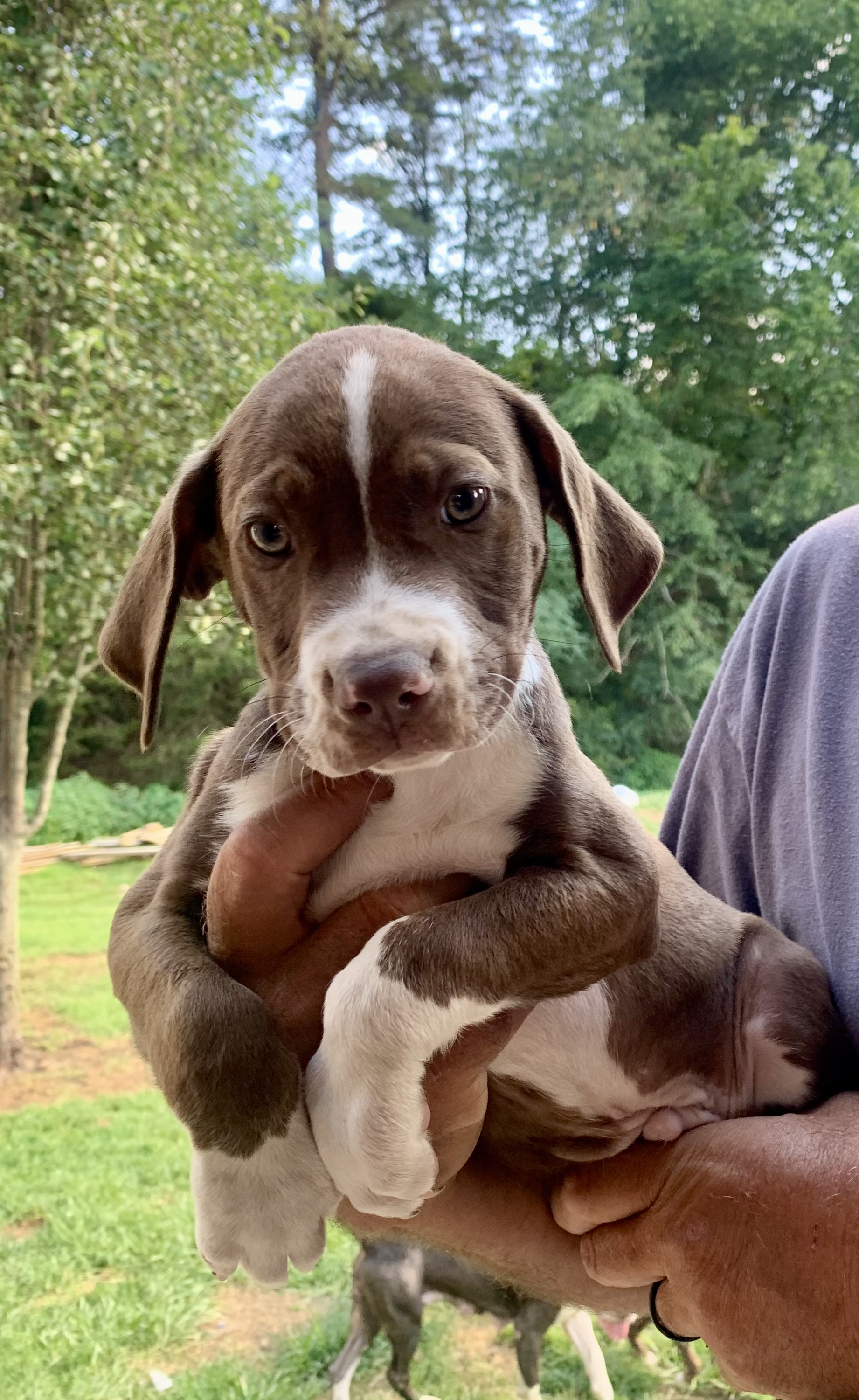 Enlarge Peter, a Adoptable Mixed Breed in Brownstown, IN image 2/3