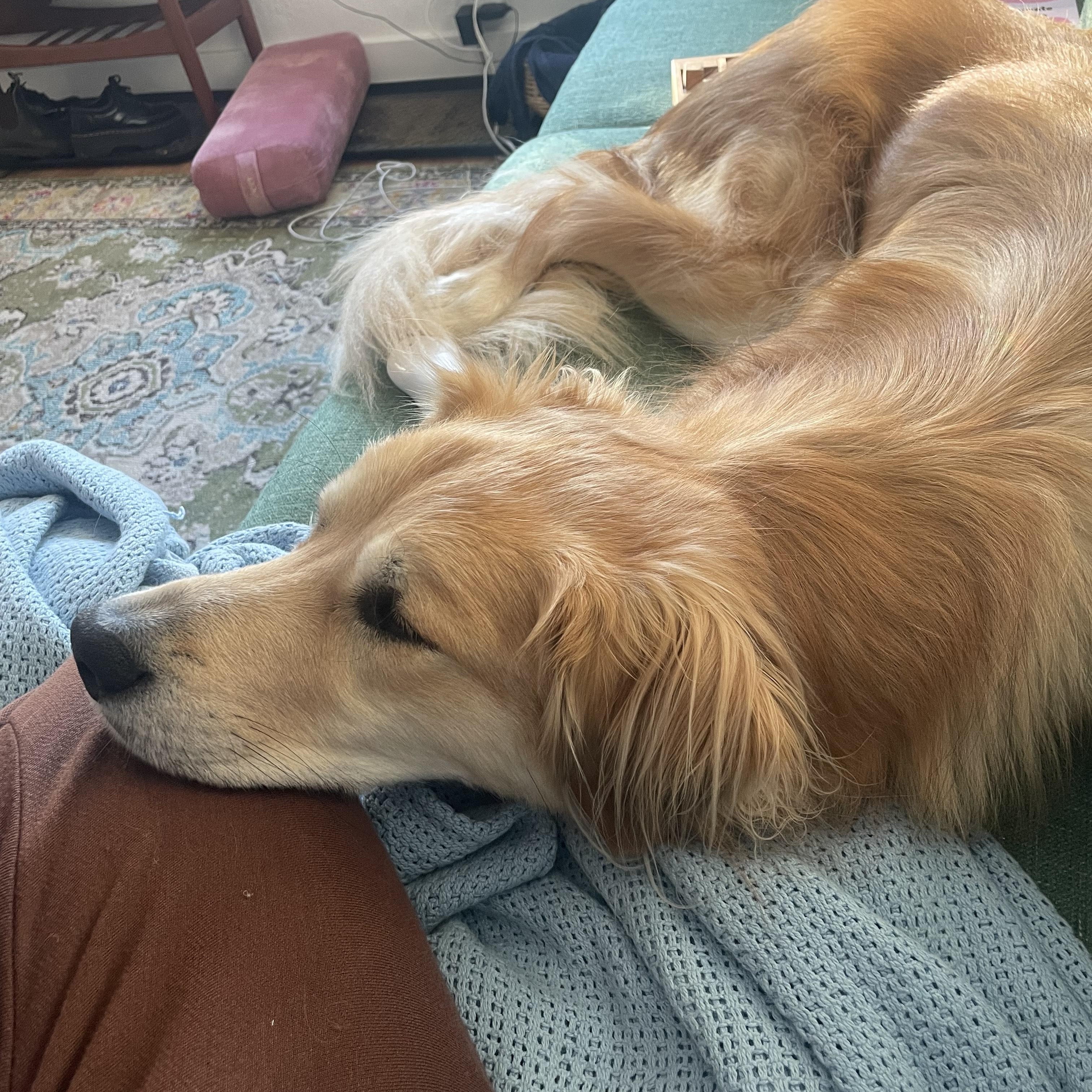 Indie - sweet and snuggly, a ADOPTABLE mixed breed in Boulder, CO image 4/6