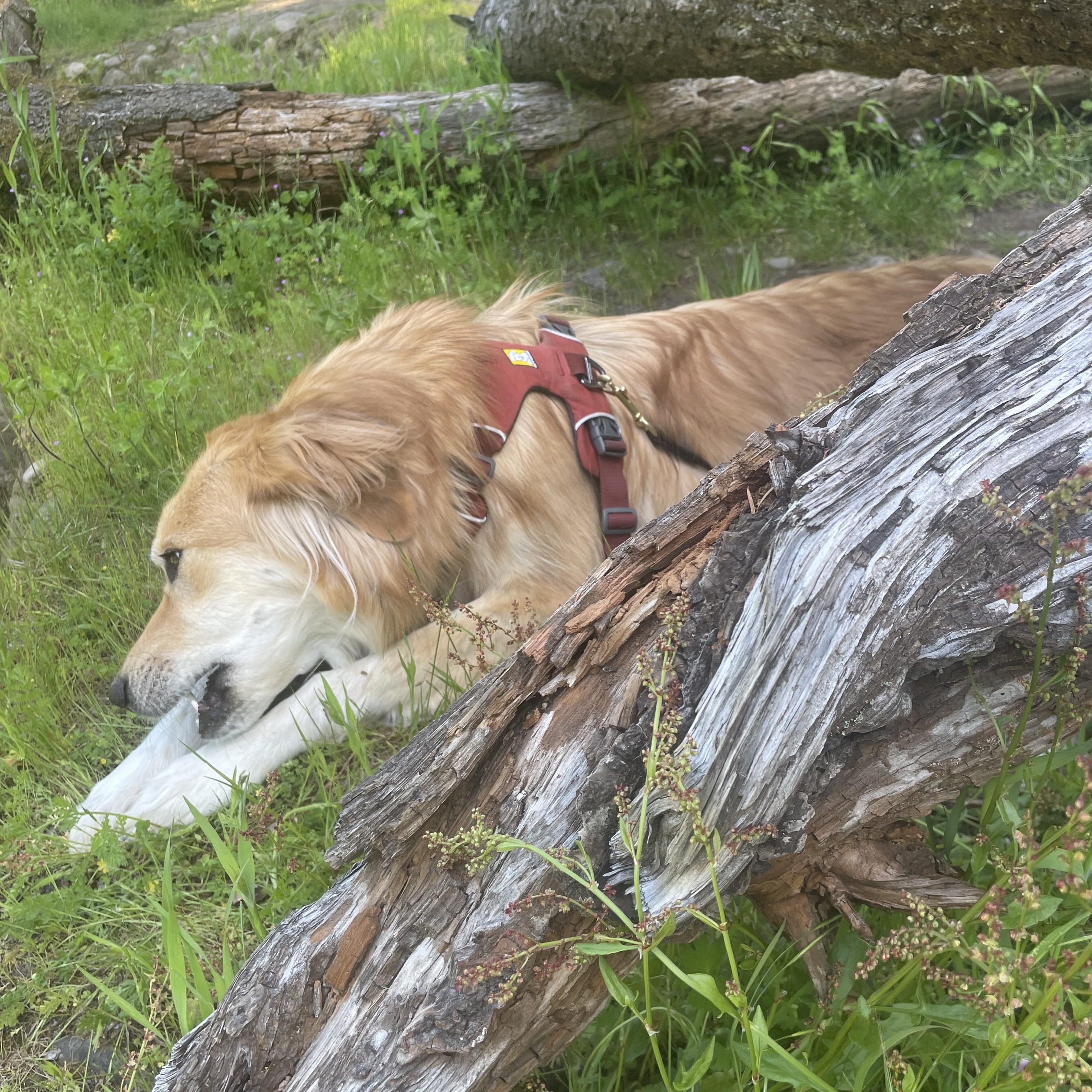 Indie - sweet and snuggly, a ADOPTABLE mixed breed in Boulder, CO image 5/6