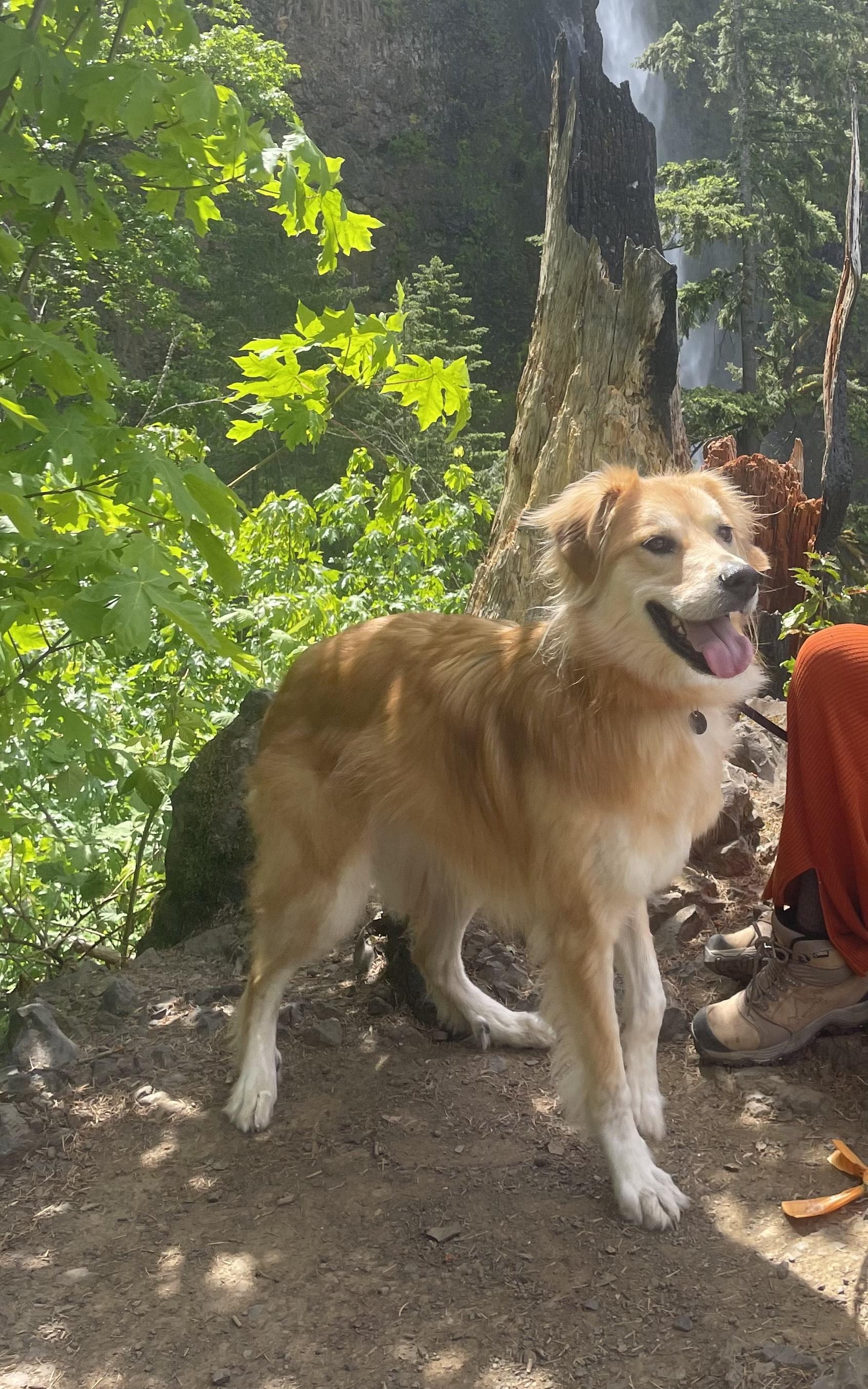 Indie - sweet and snuggly, a ADOPTABLE mixed breed in Boulder, CO image 3/6