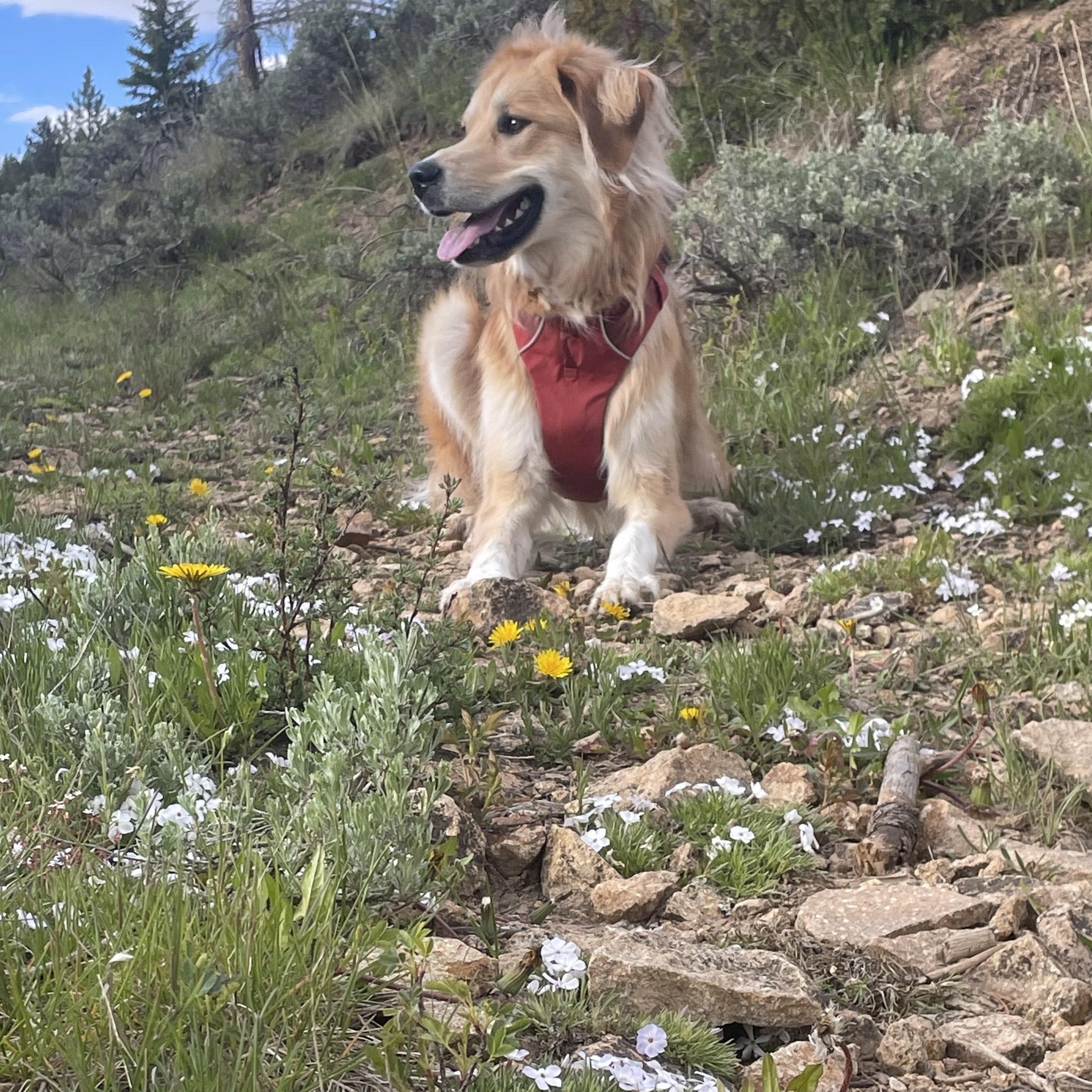 Indie - sweet and snuggly, a ADOPTABLE mixed breed in Boulder, CO image 2/6