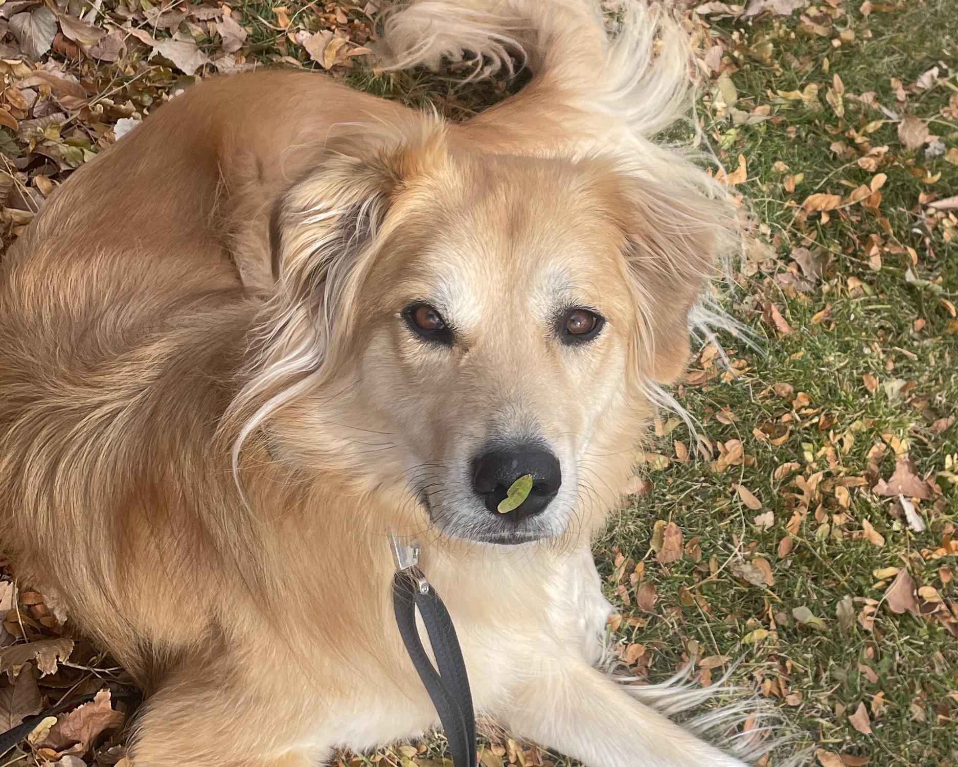 Indie - sweet and snuggly, a ADOPTABLE mixed breed in Boulder, CO image 1/6