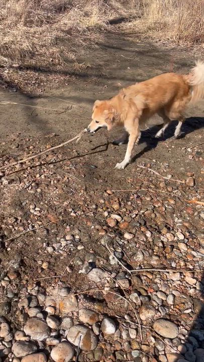 Enlarge Indie - sweet and snuggly, a ADOPTABLE mixed breed in Boulder, CO video 6/6