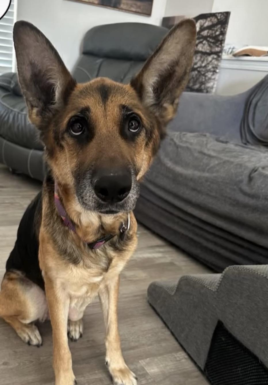 Enlarge Jasmine, a Adoptable German Shepherd Dog in Commerce City, CO image 2/6