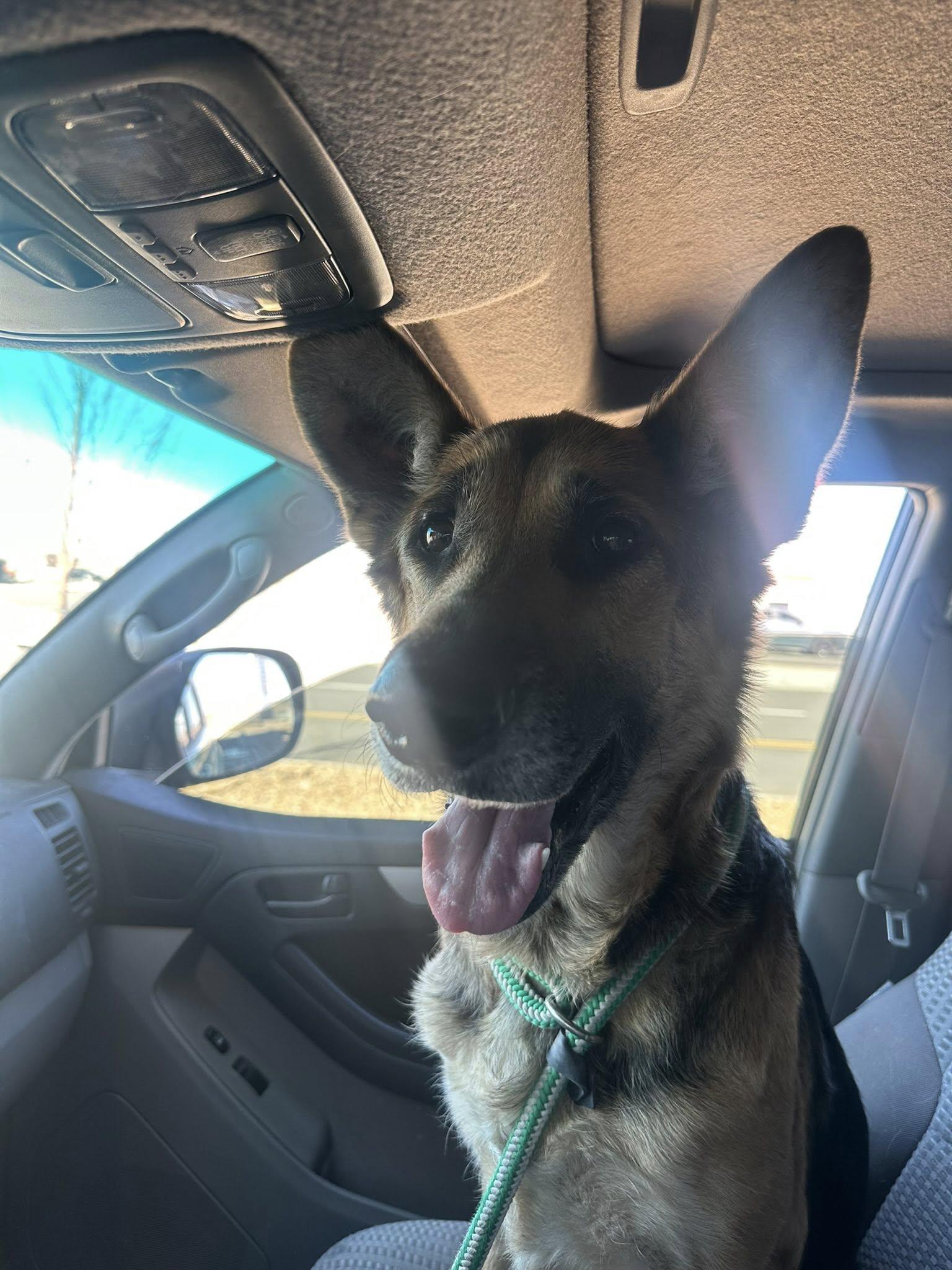 Enlarge Jasmine, a Adoptable German Shepherd Dog in Commerce City, CO image 4/6