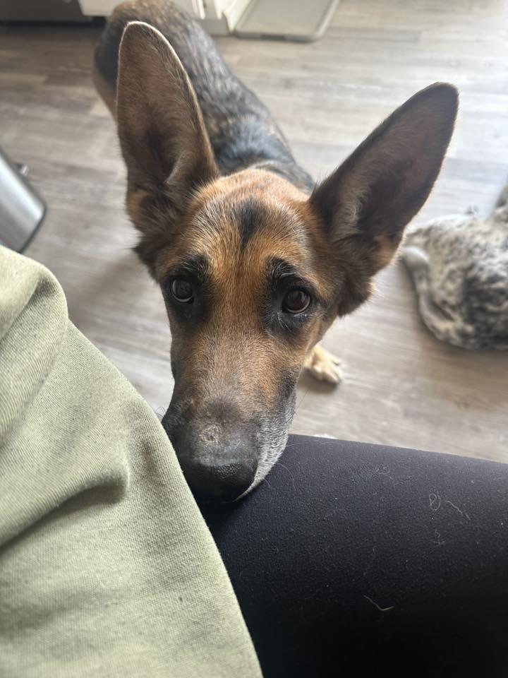 Enlarge Jasmine, a Adoptable German Shepherd Dog in Commerce City, CO image 5/6