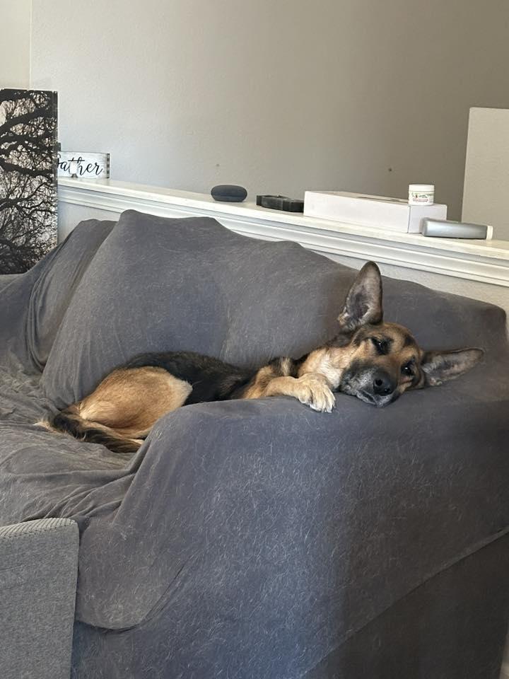 Enlarge Jasmine, a Adoptable German Shepherd Dog in Commerce City, CO image 6/6