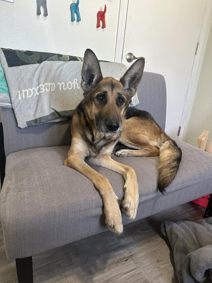 Jasmine, Adoptable, Adult Female German Shepherd Dog.