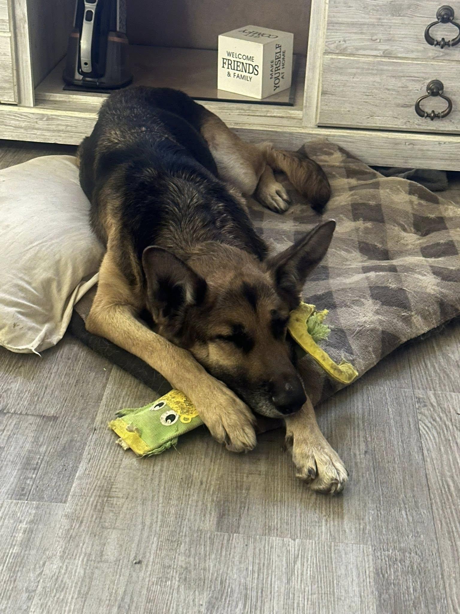 Enlarge Jasmine, a Adoptable German Shepherd Dog in Commerce City, CO image 3/6