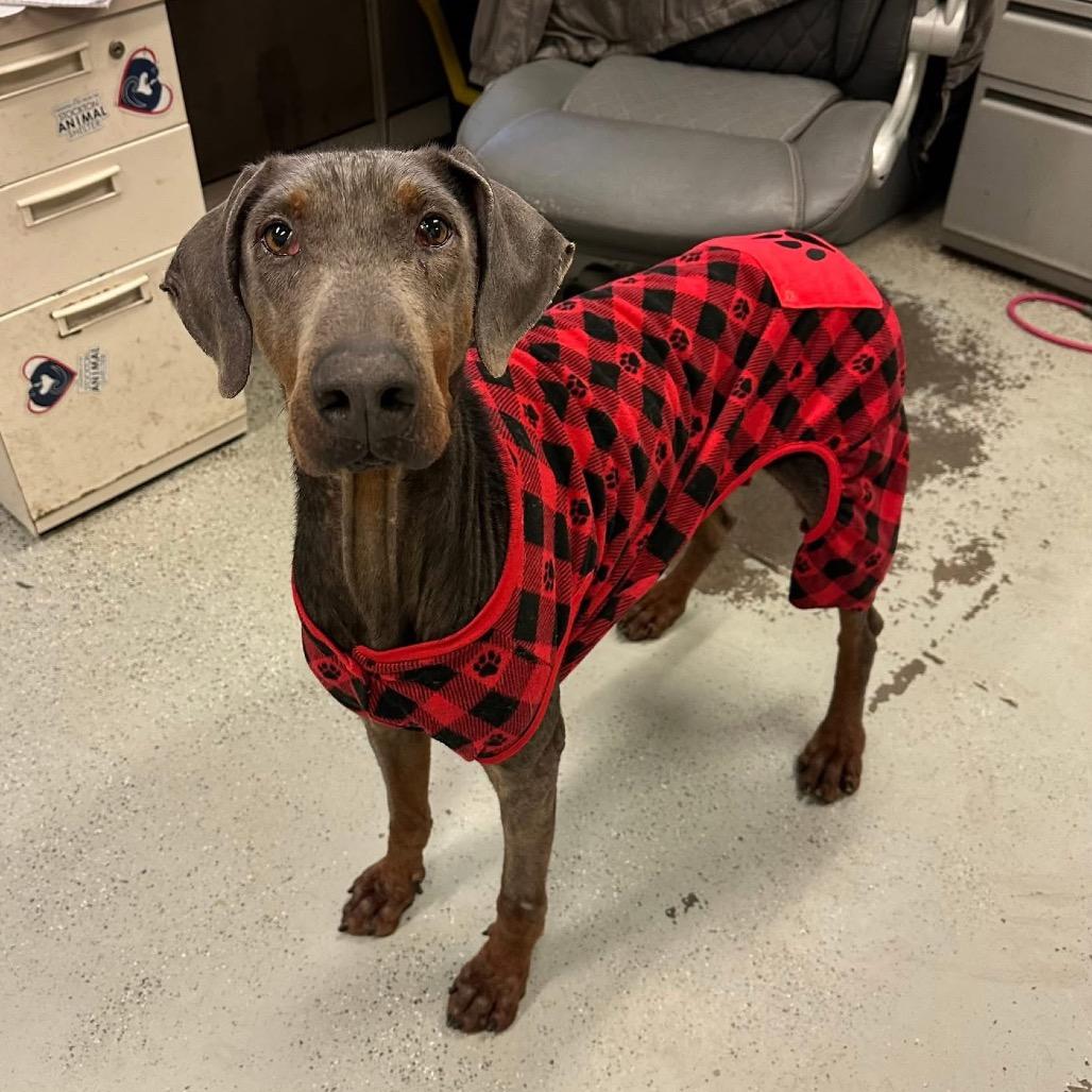 Arthur, a Adoptable Doberman Pinscher in Bellingham, WA image 4/6