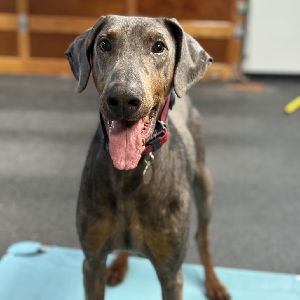 Arthur, Adoptable, Senior Male Doberman Pinscher.