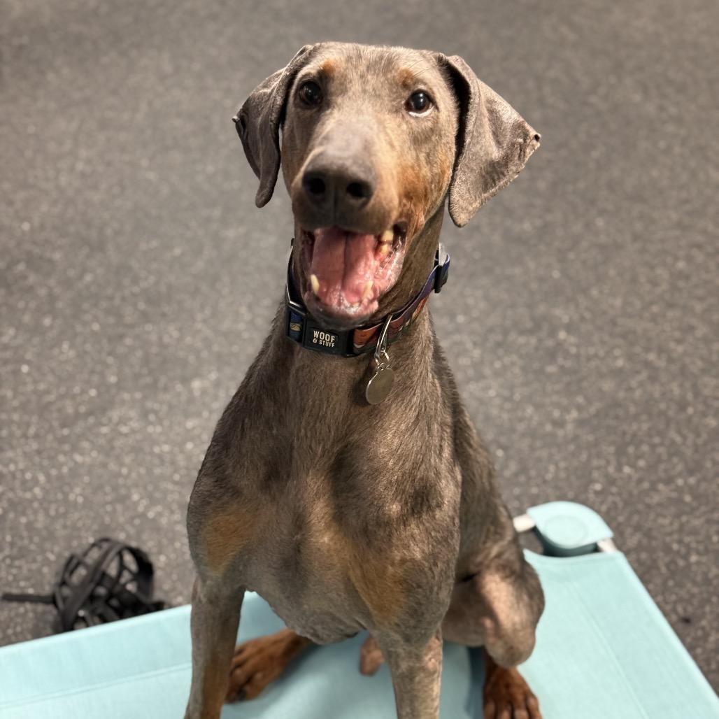 Arthur, a Adoptable Doberman Pinscher in Bellingham, WA image 6/6