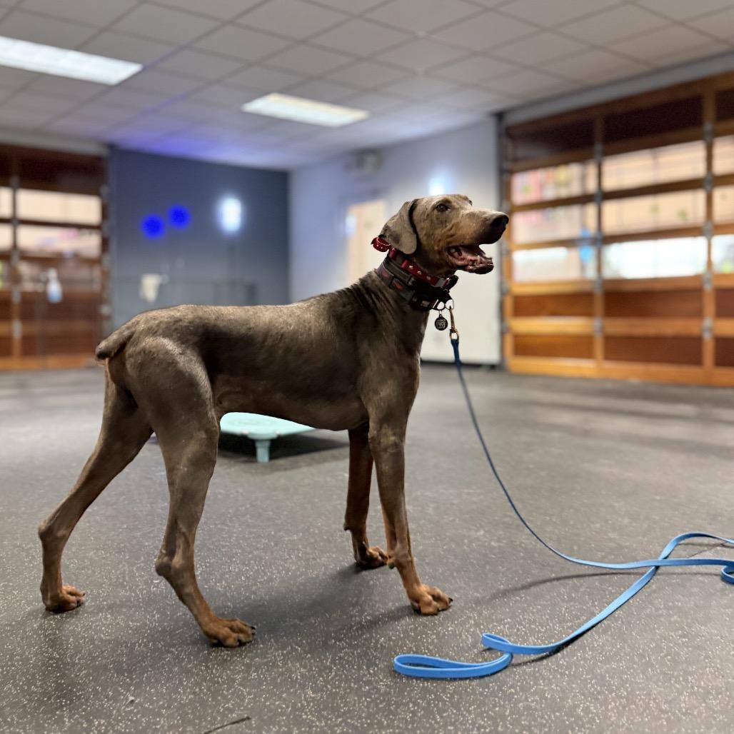 Enlarge Arthur, a Adoptable Doberman Pinscher in Bellingham, WA image 3/5