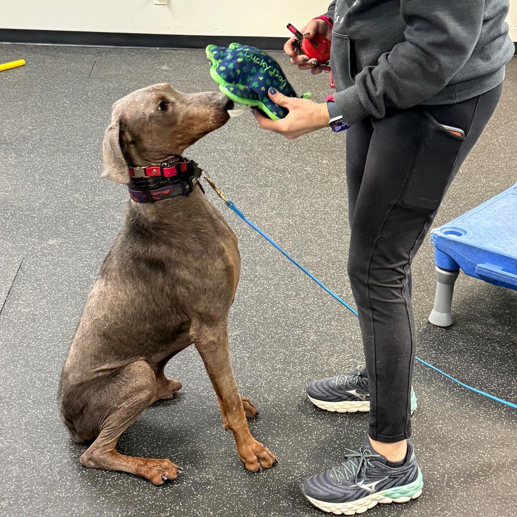 Enlarge Arthur, a Adoptable Doberman Pinscher in Bellingham, WA image 4/5