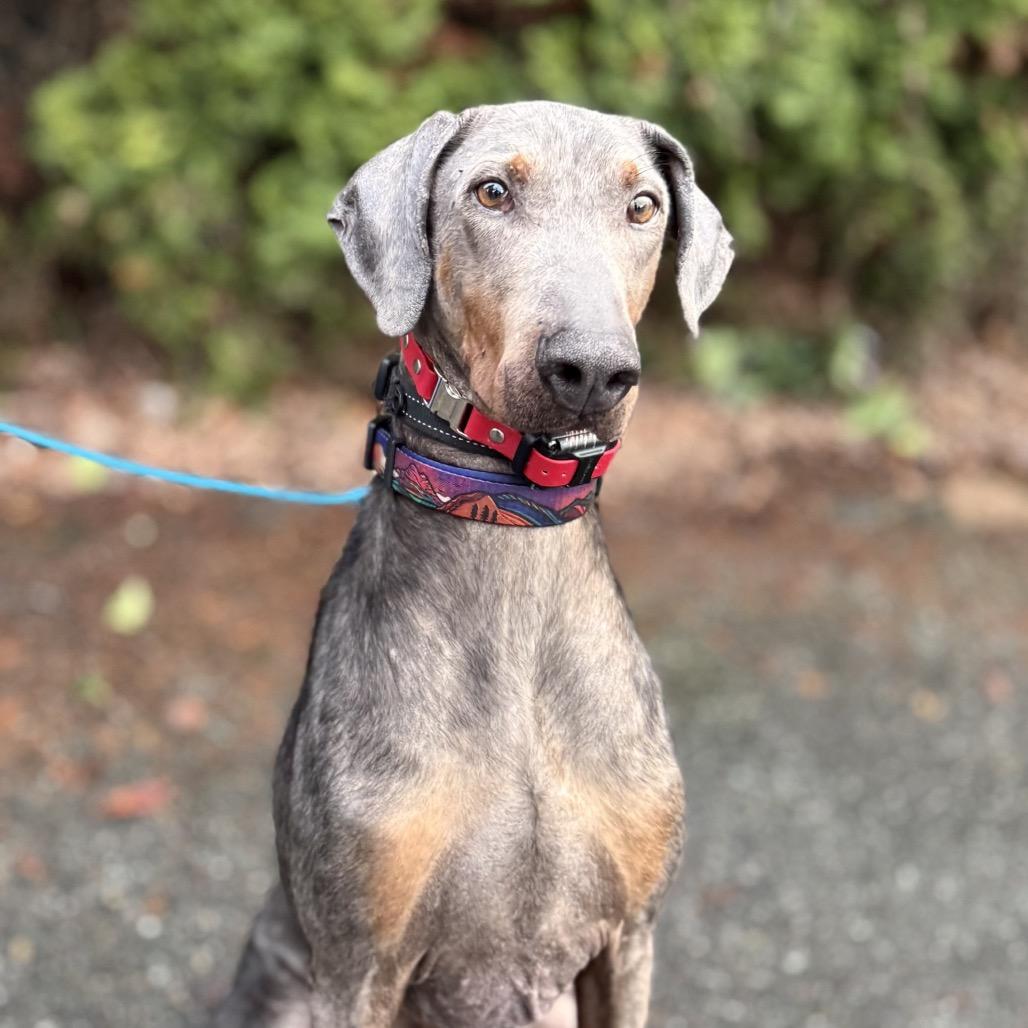 Enlarge Arthur, a Adoptable Doberman Pinscher in Bellingham, WA image 5/5